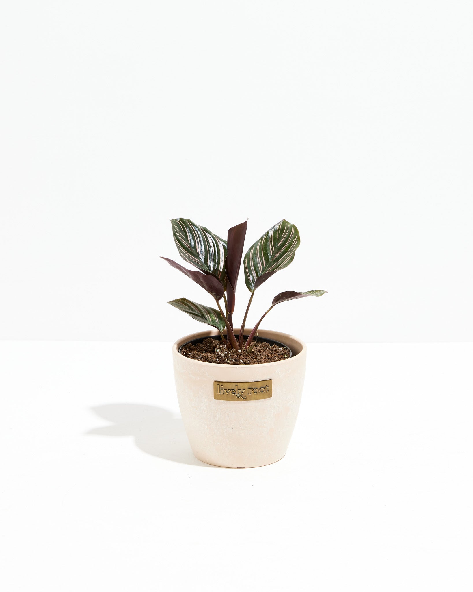Pinstripe Calathea