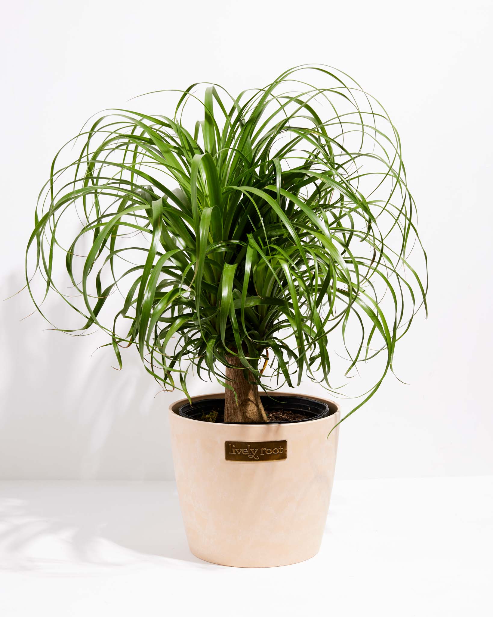 Ponytail Palm Tree