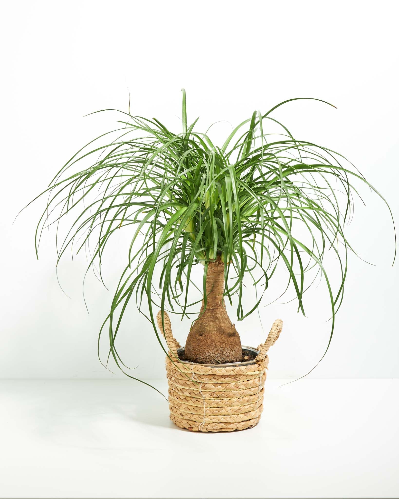 Ponytail Palm Tree
