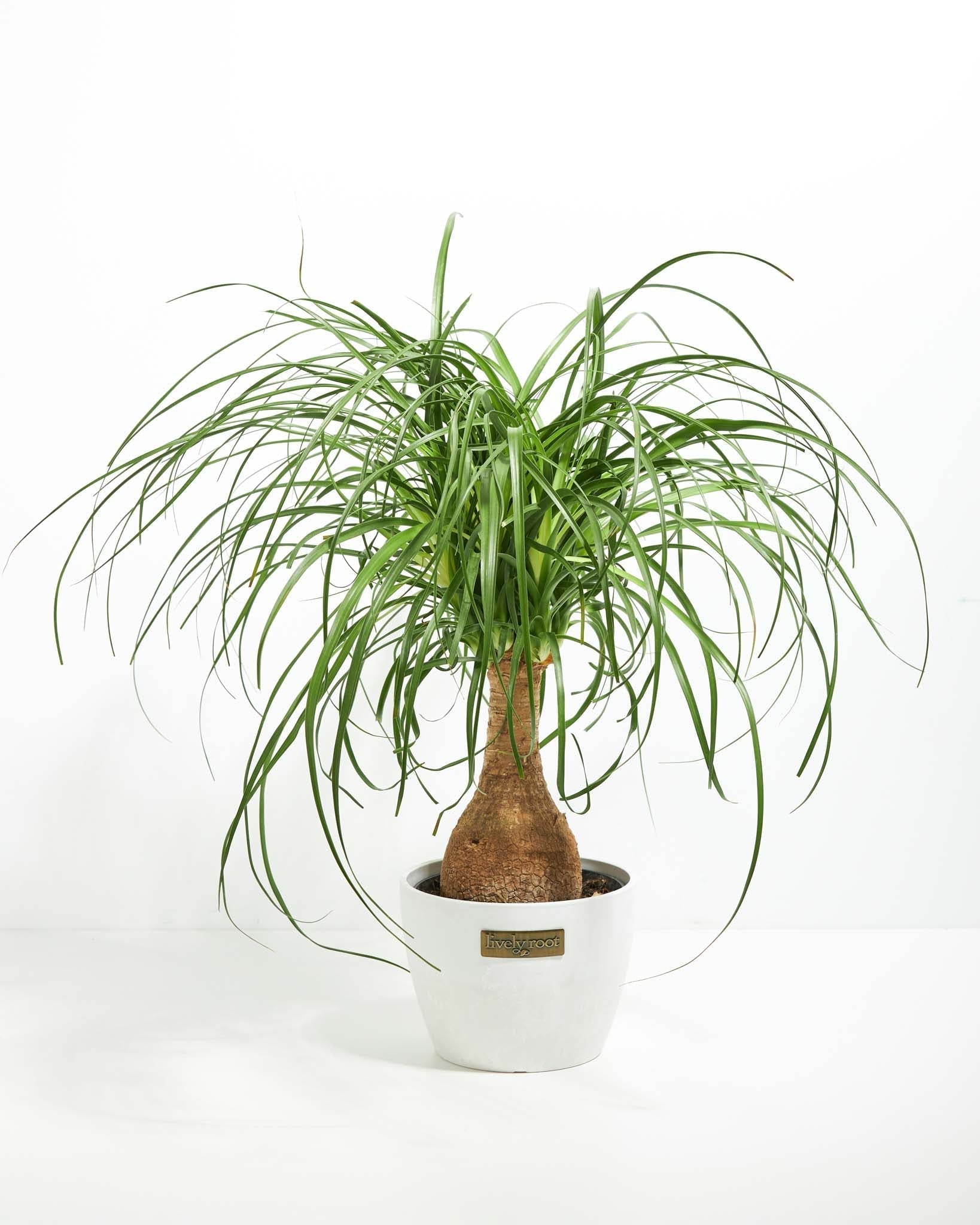 Ponytail Palm Tree