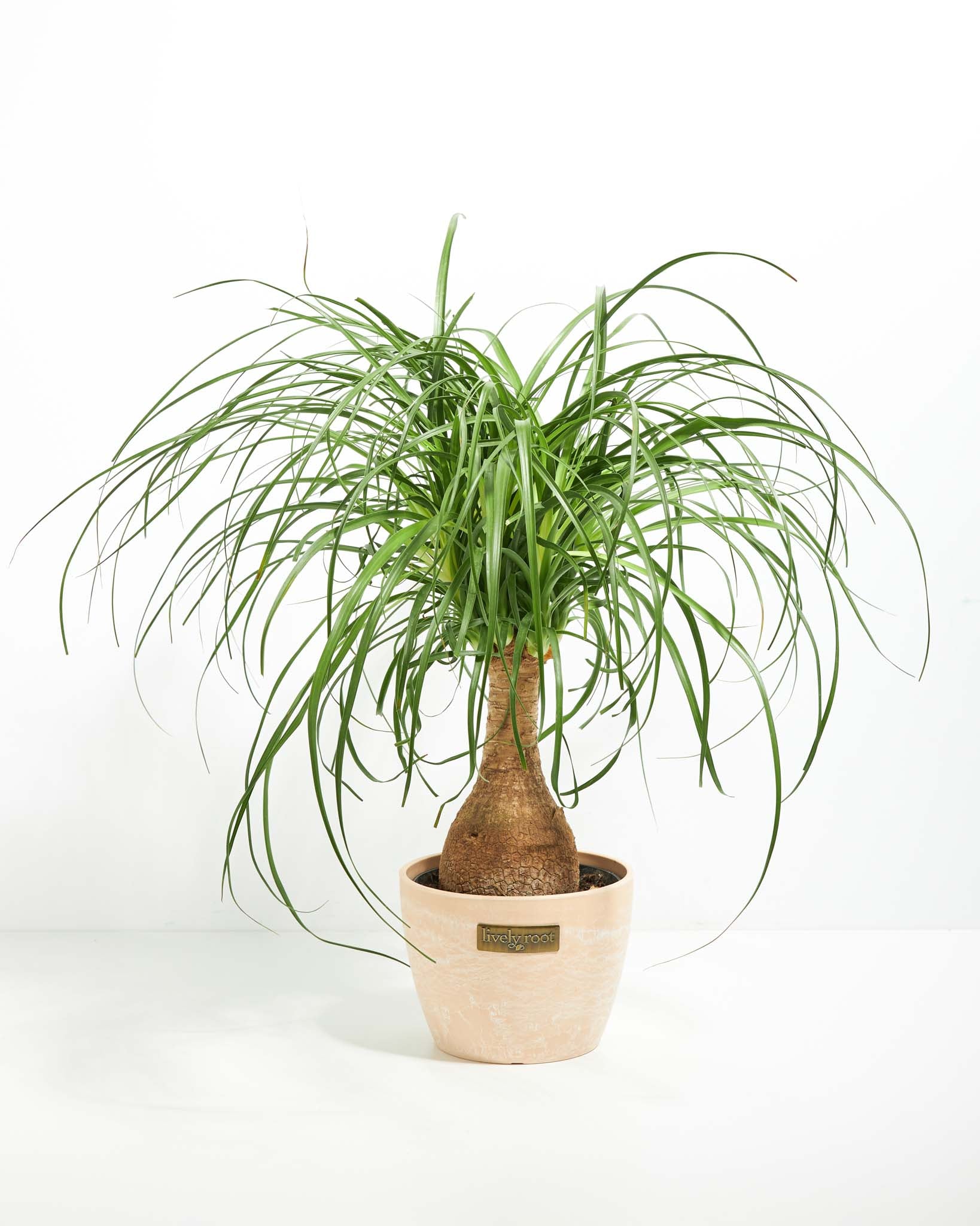 Ponytail Palm Tree