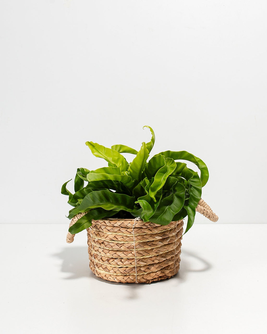 Hurricane Fern