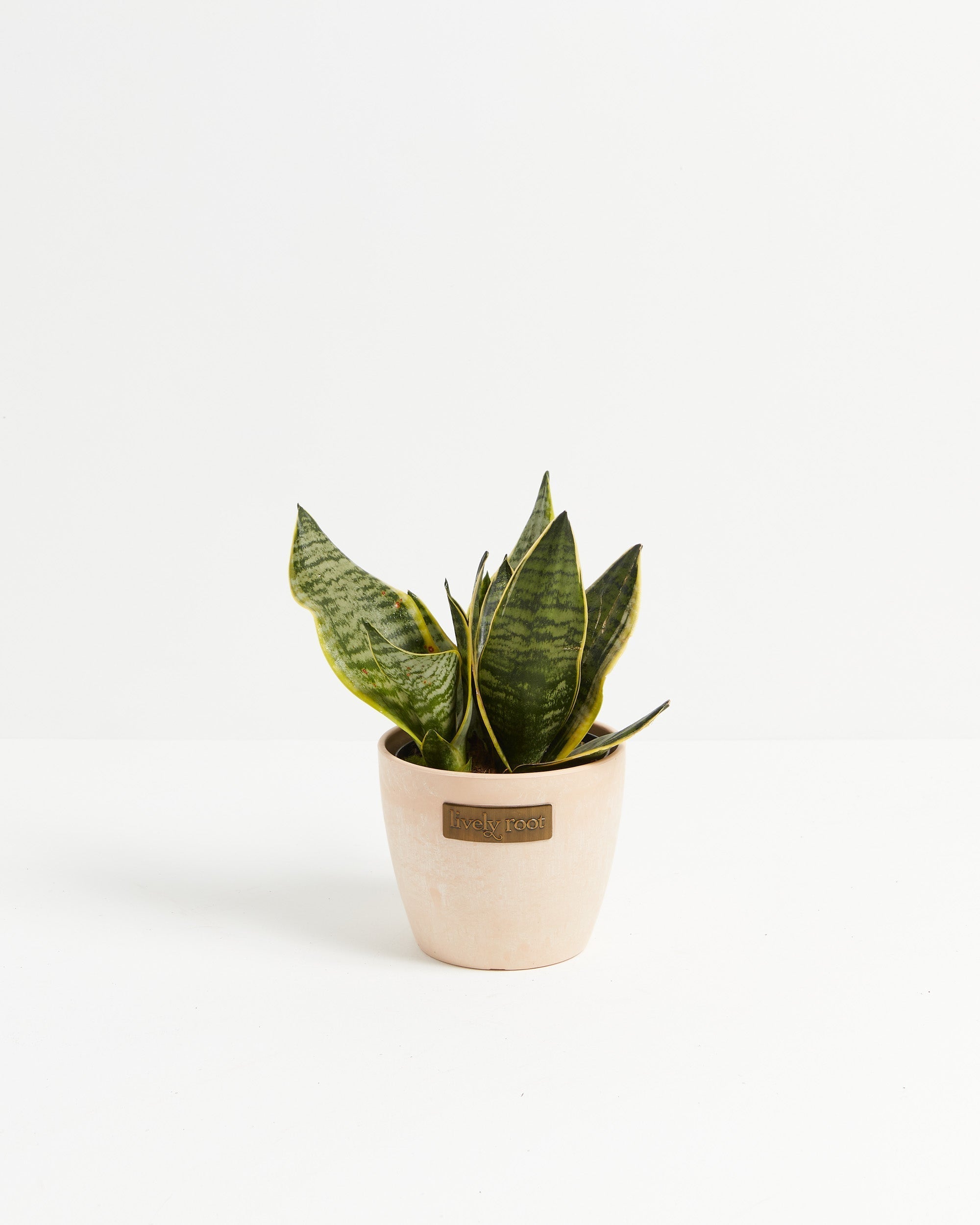 Sansevieria Futura Superba (Snake Plant)