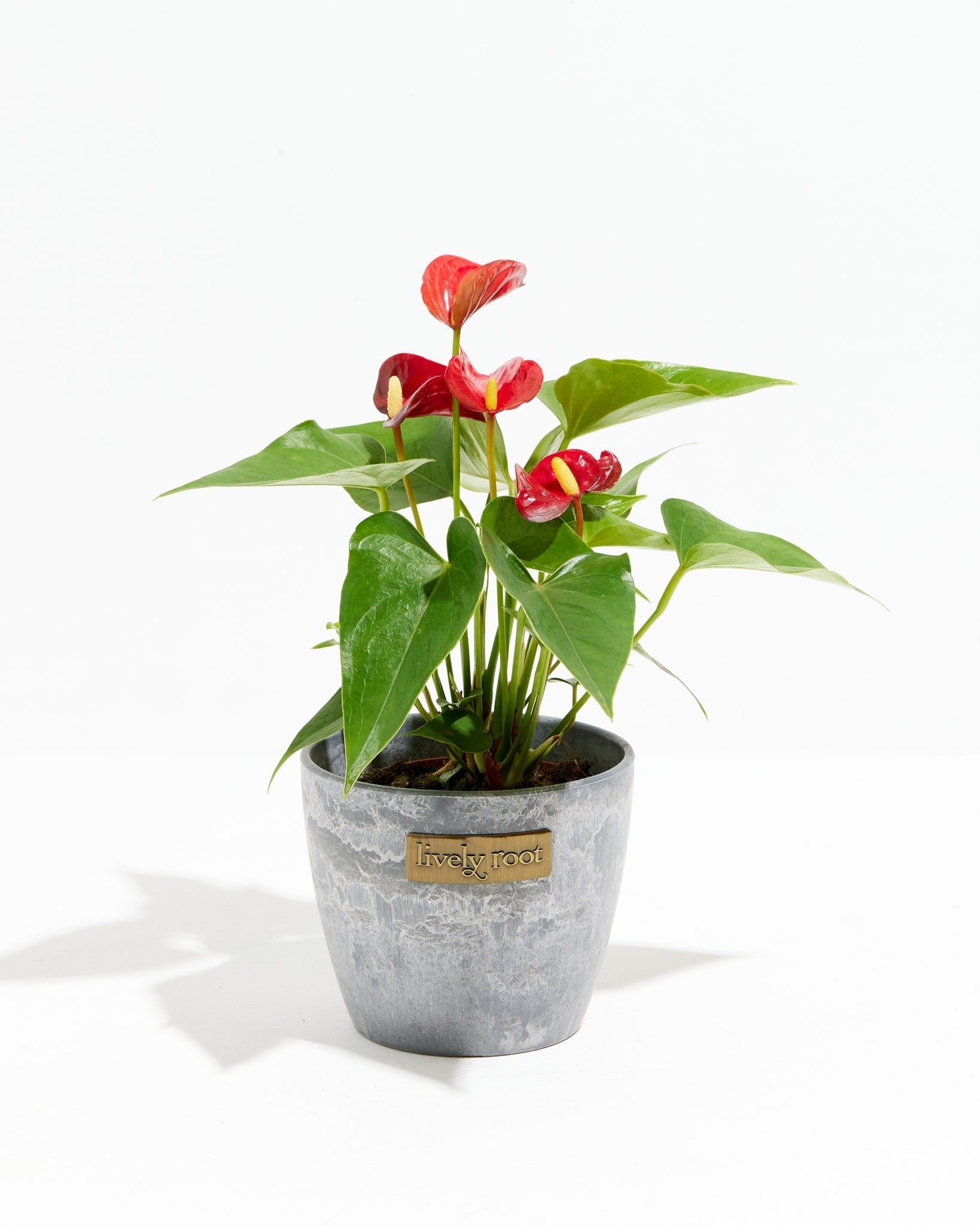 Flamingo Flower
