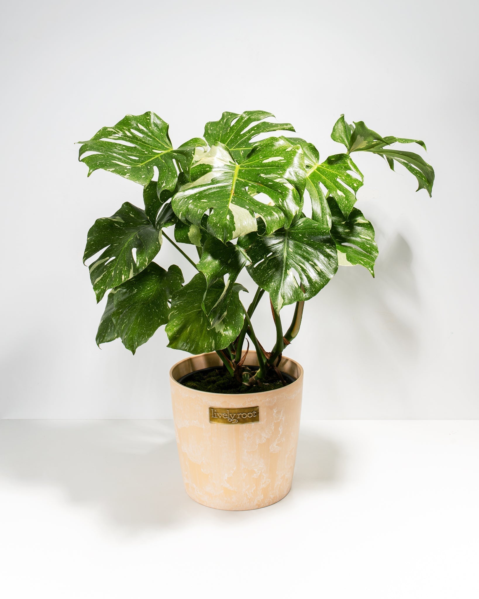 Monstera Thai Constellation