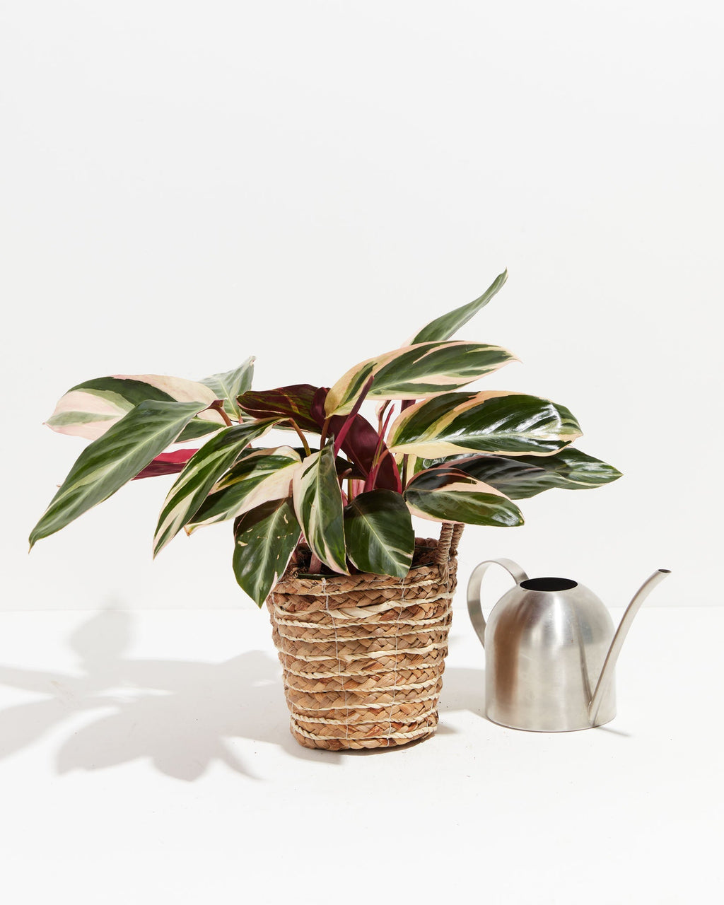 Stromanthe Triostar