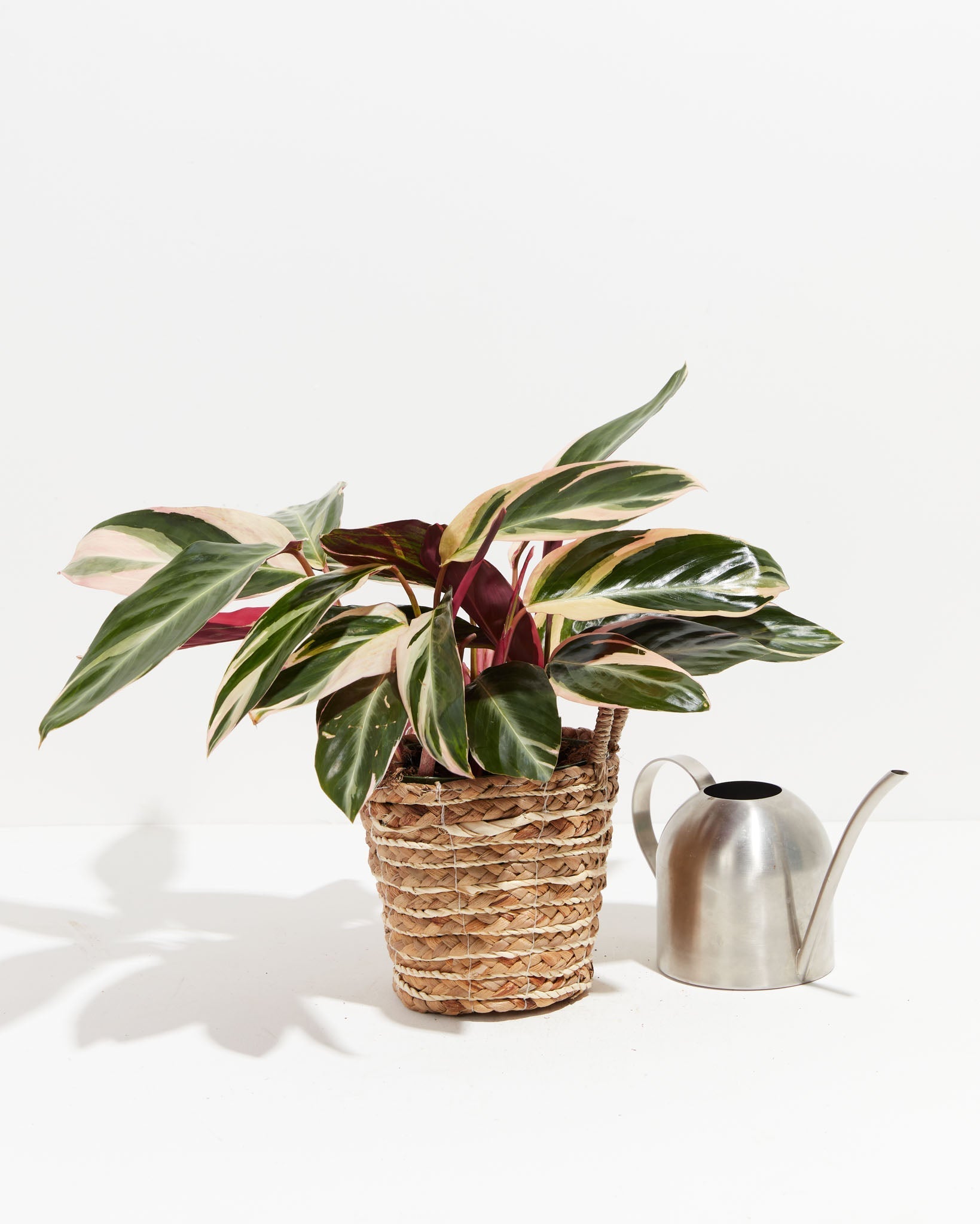 Stromanthe Triostar