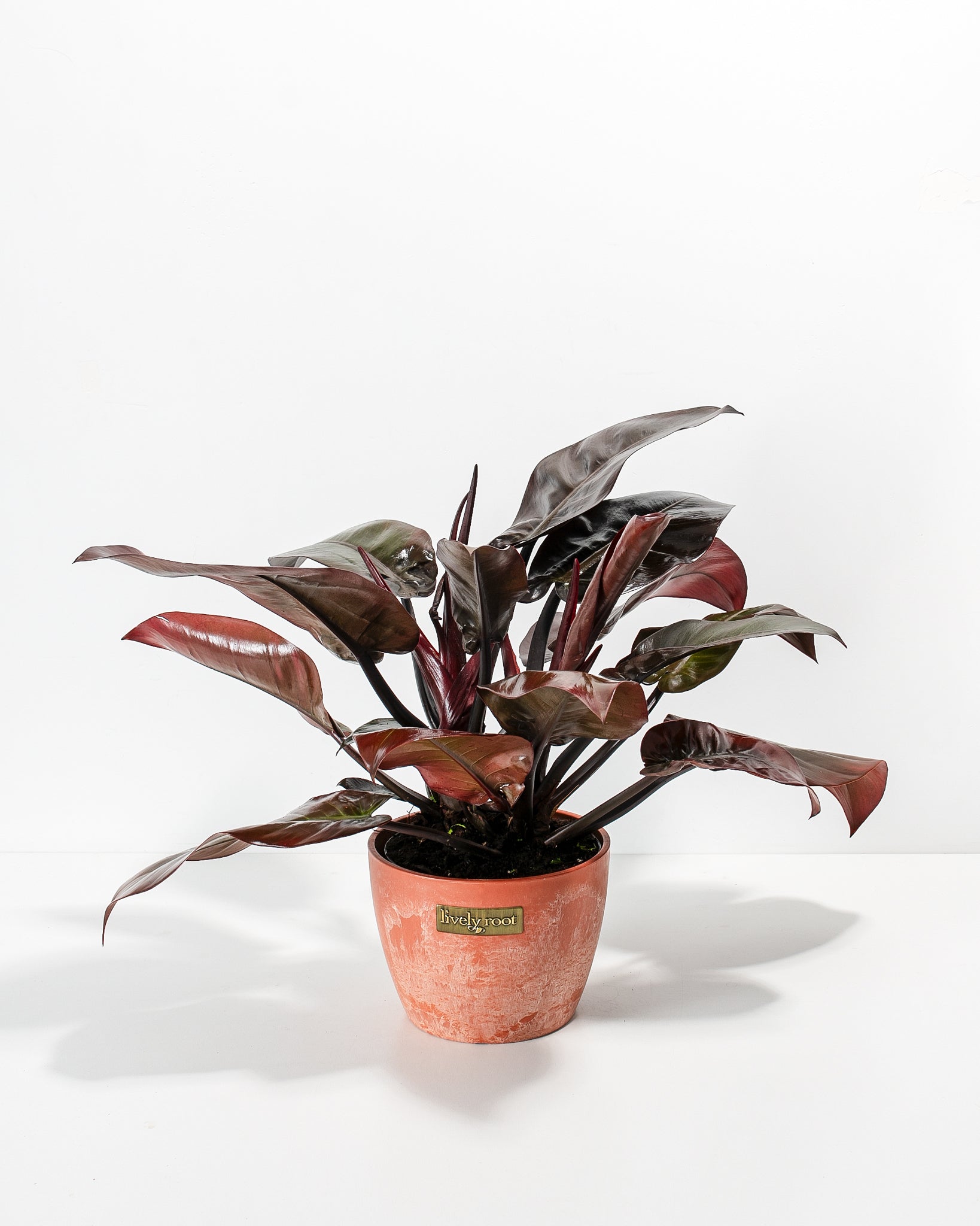 Philodendron Black Cardinal