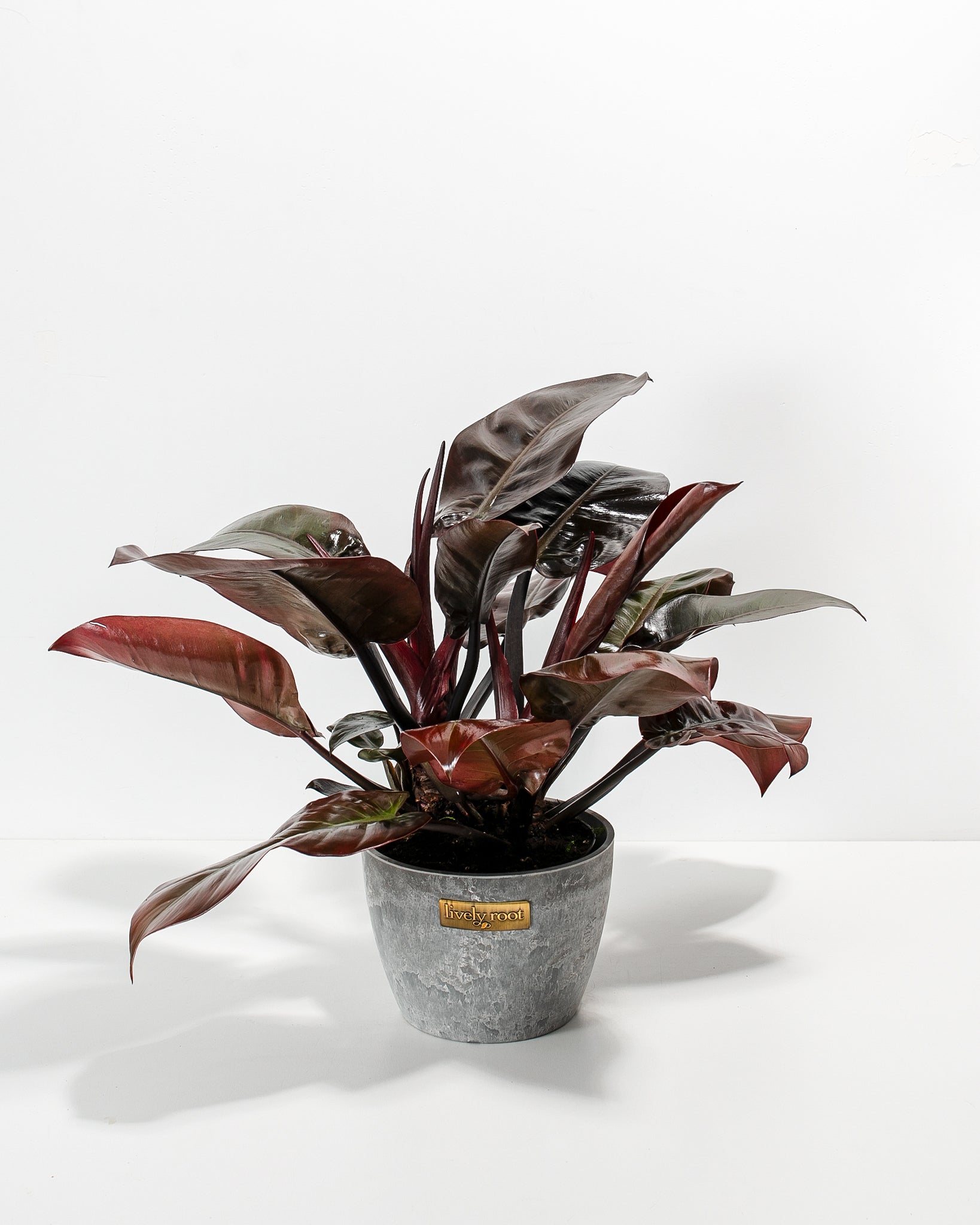 Philodendron Black Cardinal