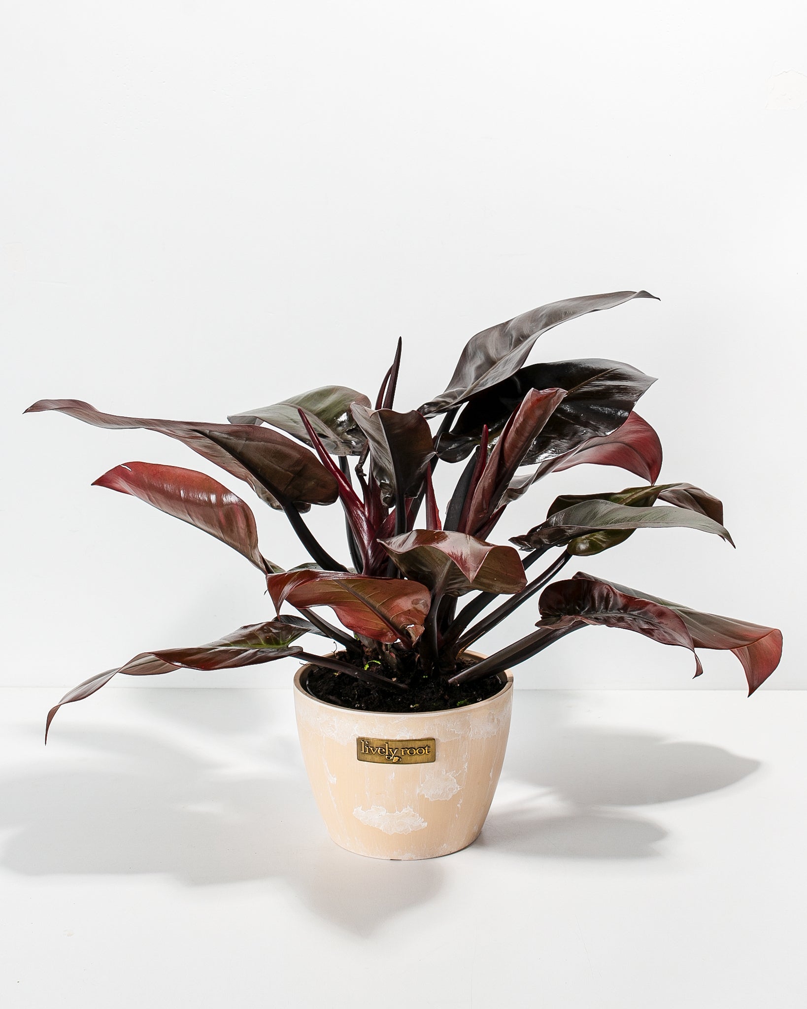 Philodendron Black Cardinal