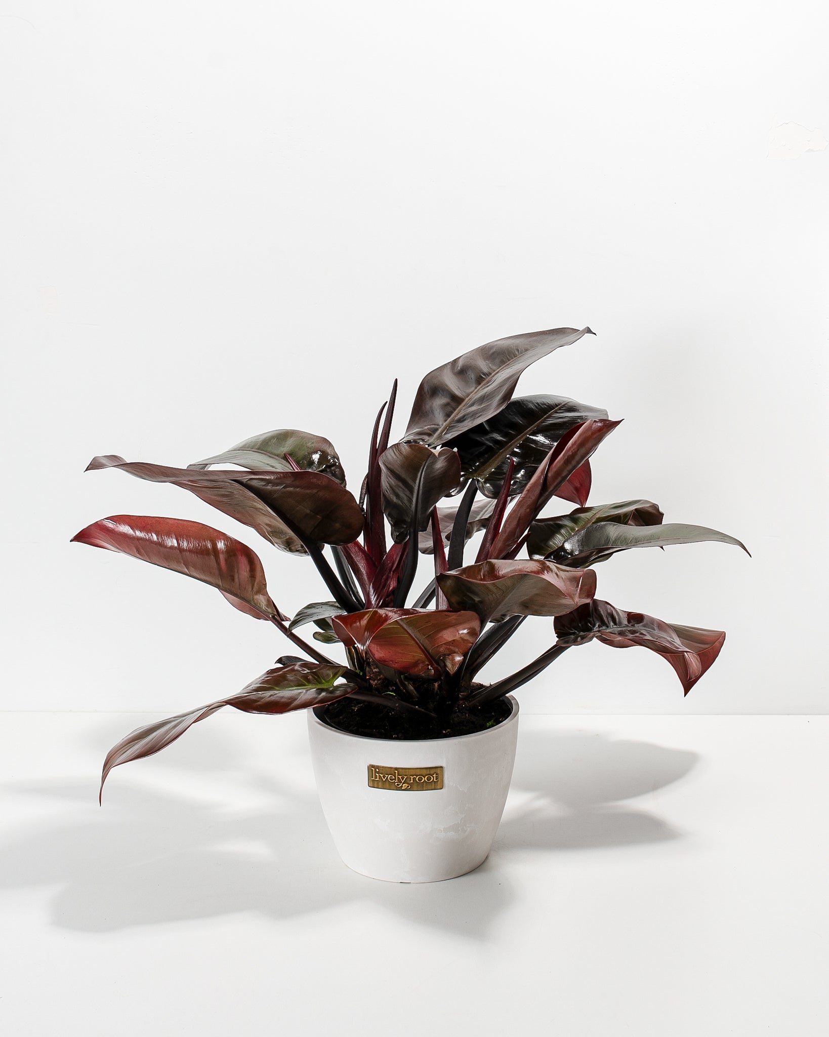 Philodendron Black Cardinal