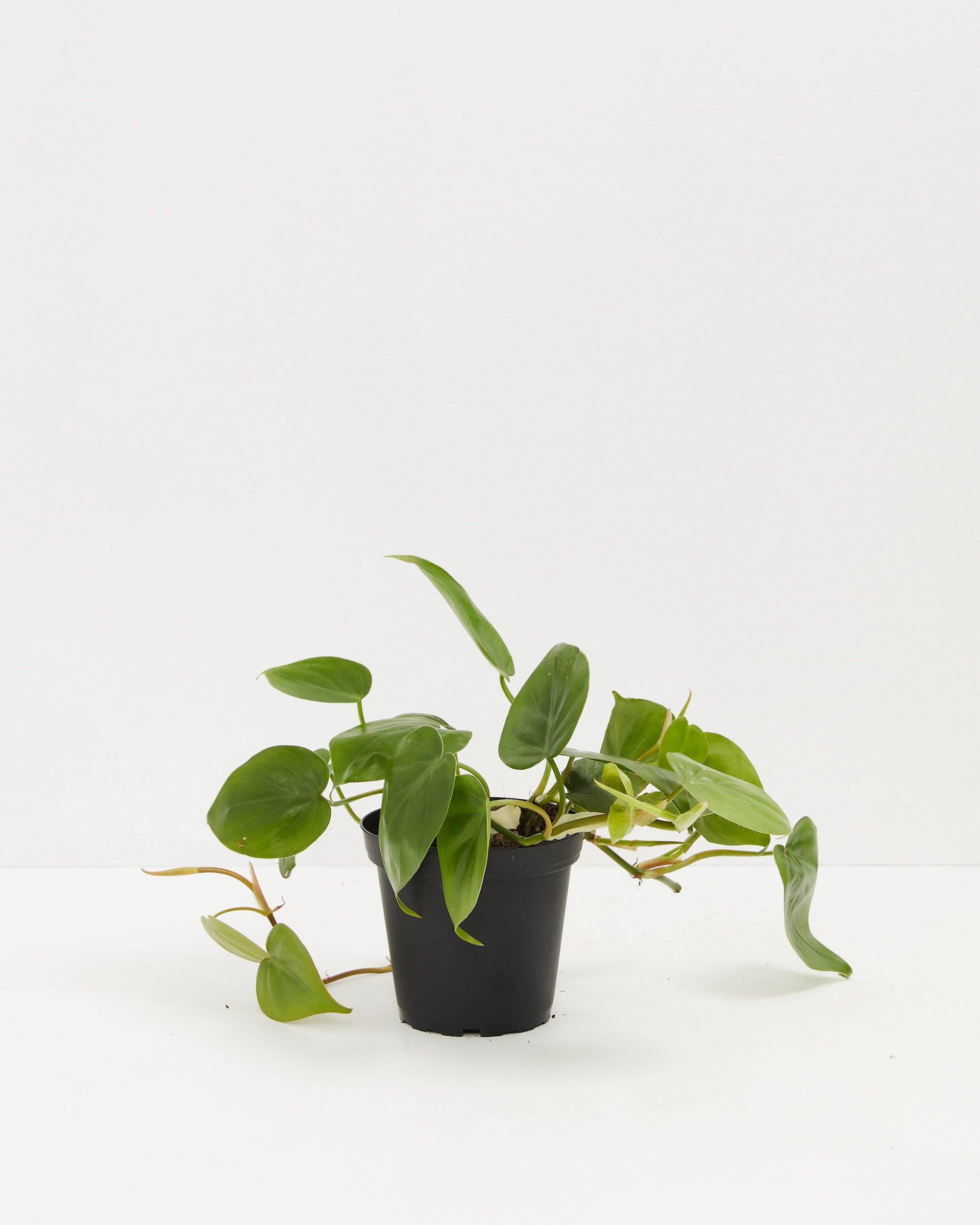 Philodendron Cordatum