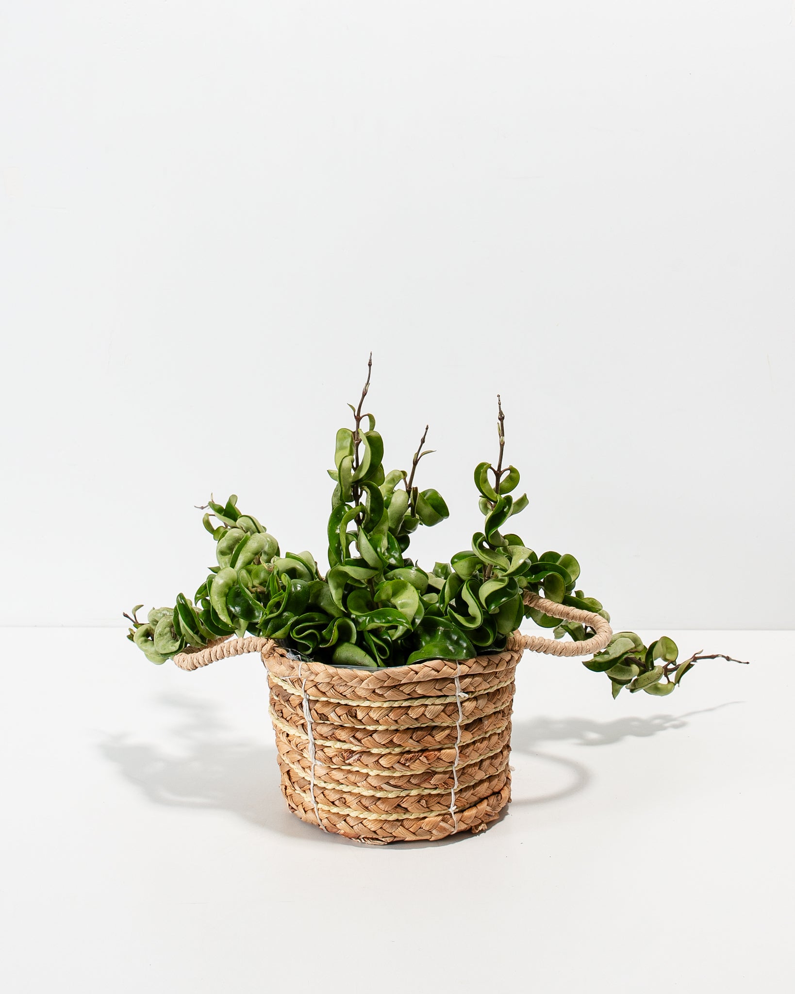 Hindu Hoya Rope Plant