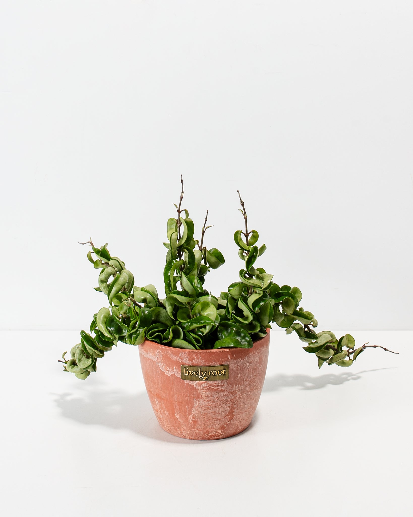 Hindu Hoya Rope Plant