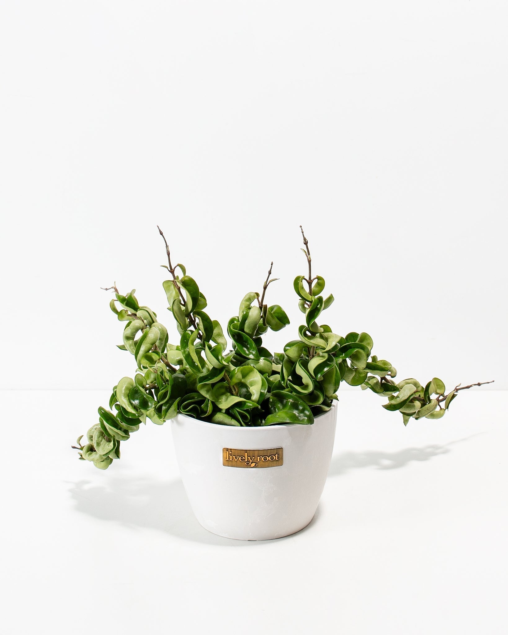 Hindu Hoya Rope Plant