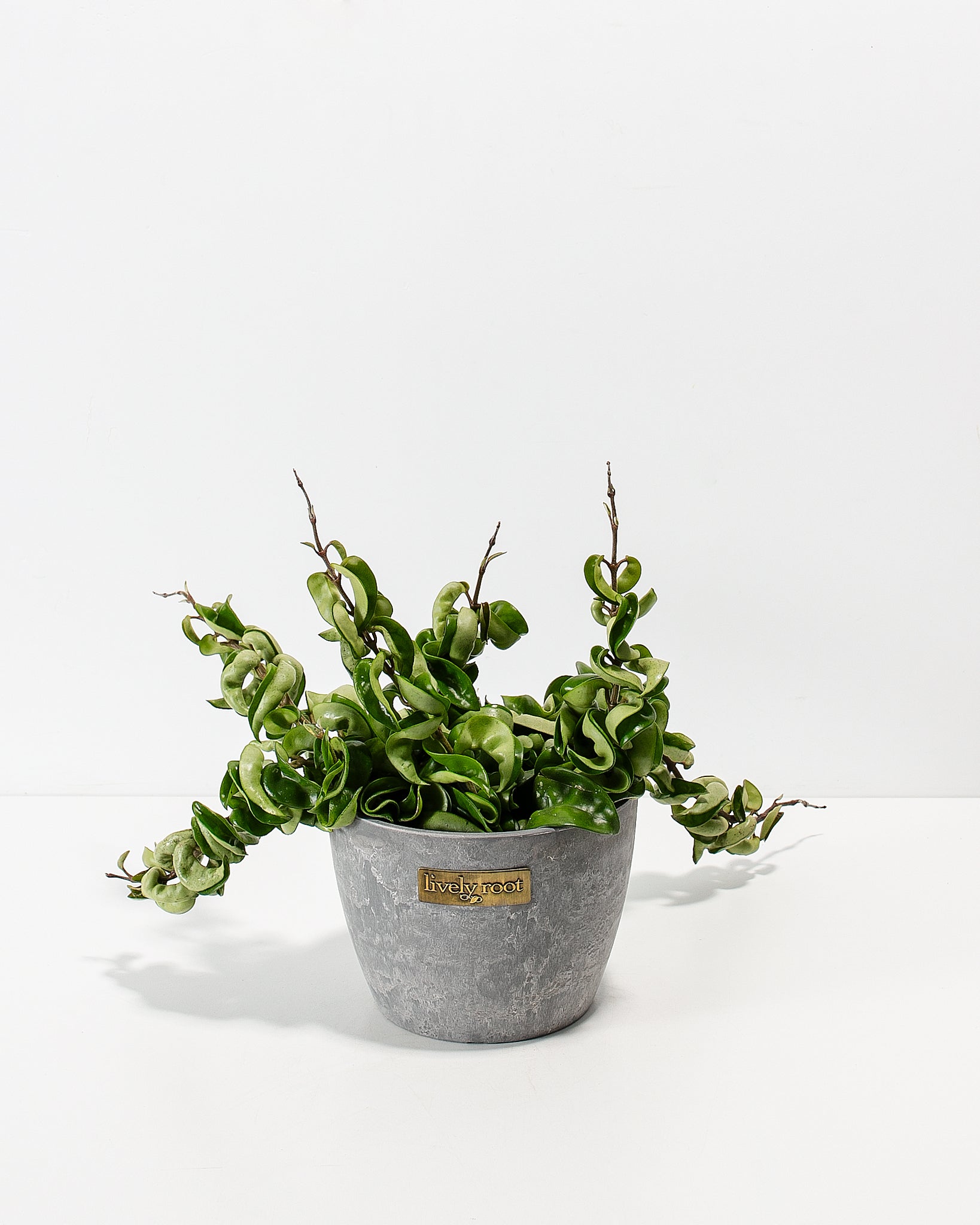 Hindu Hoya Rope Plant