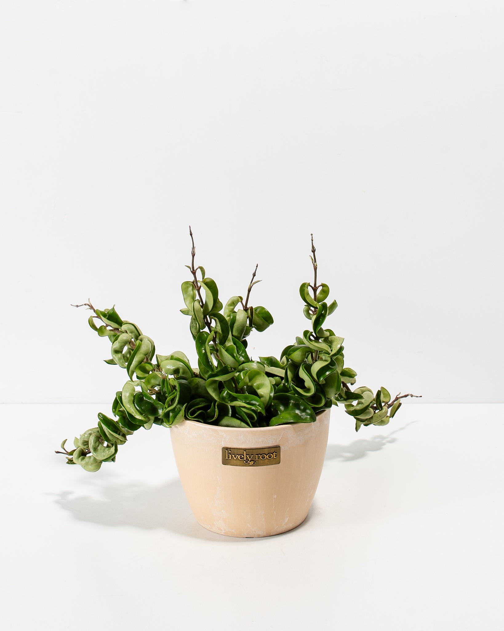 Hindu Hoya Rope Plant
