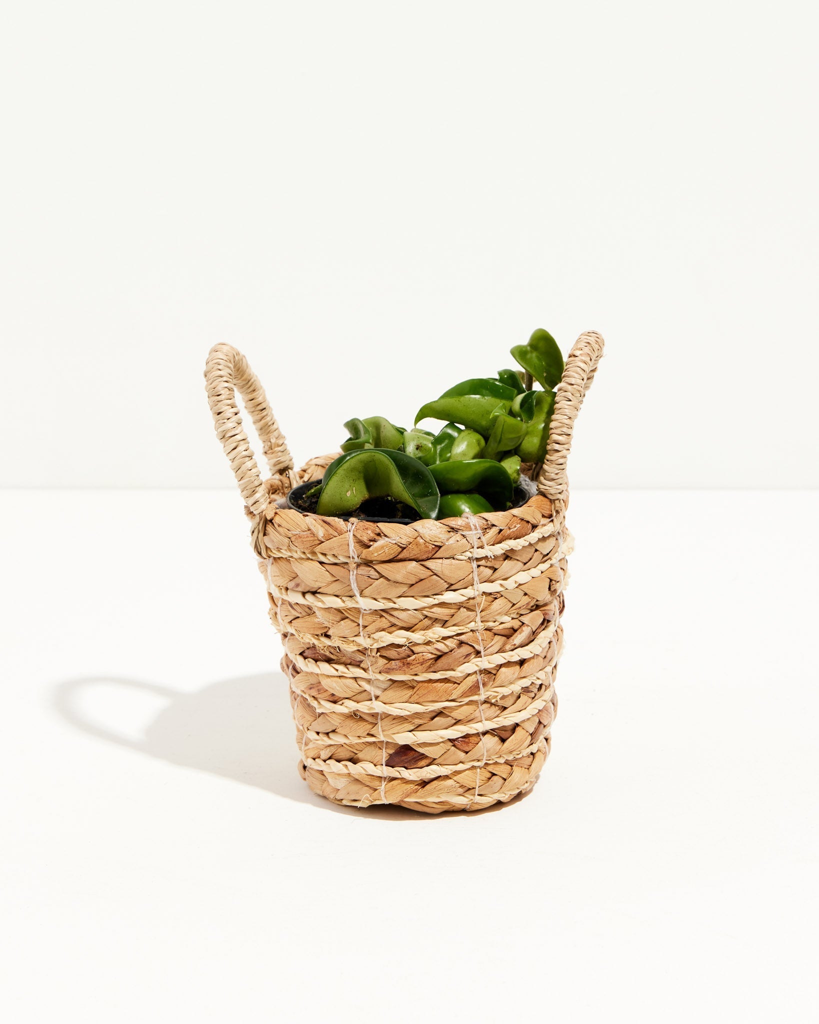 Hindu Hoya Rope Plant