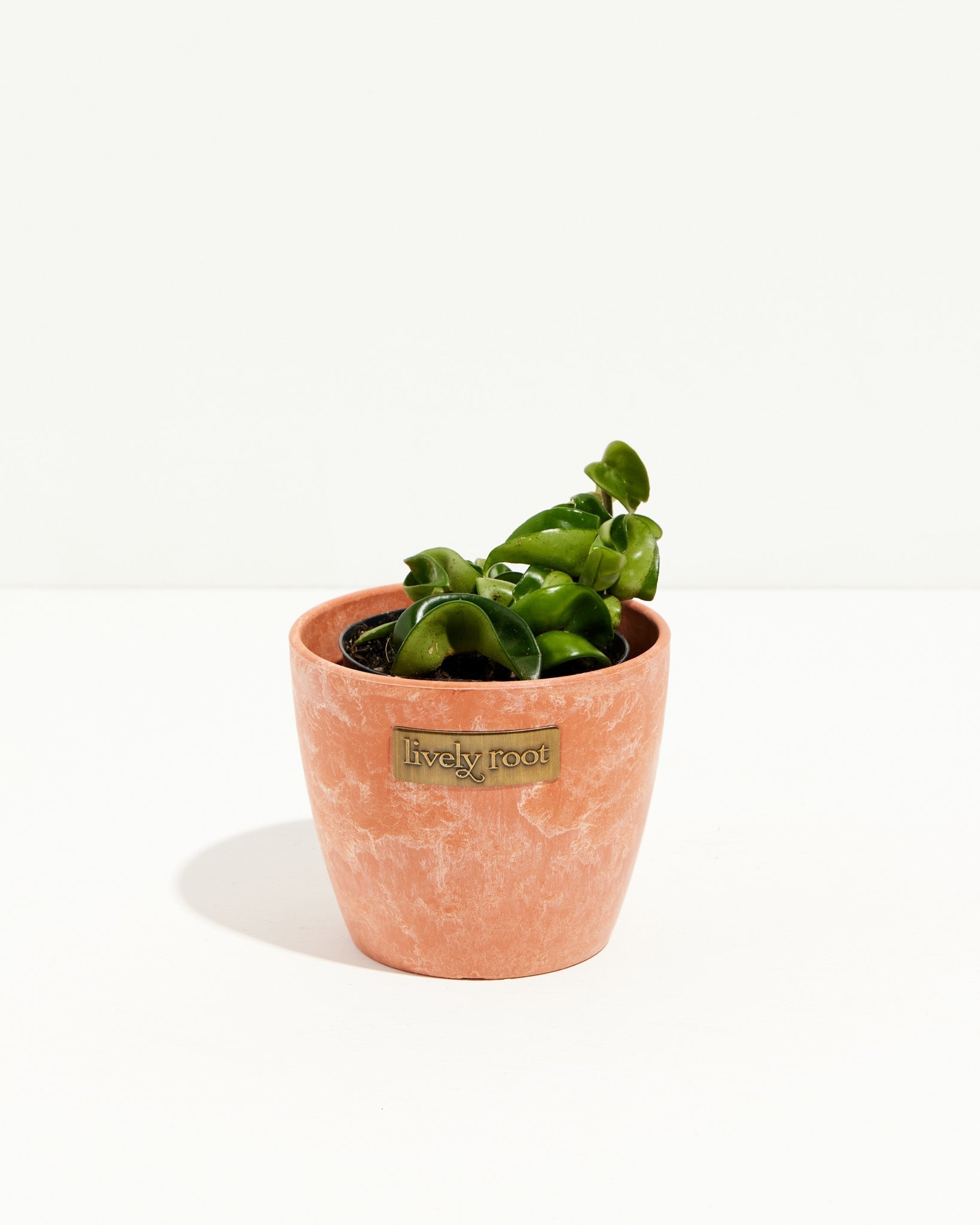 Hindu Hoya Rope Plant