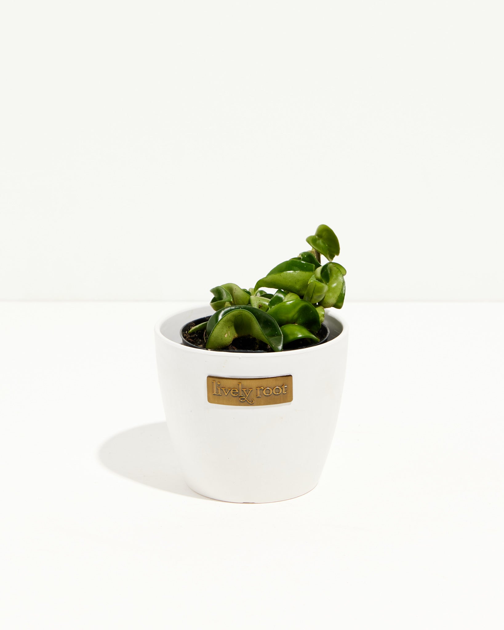Hindu Hoya Rope Plant