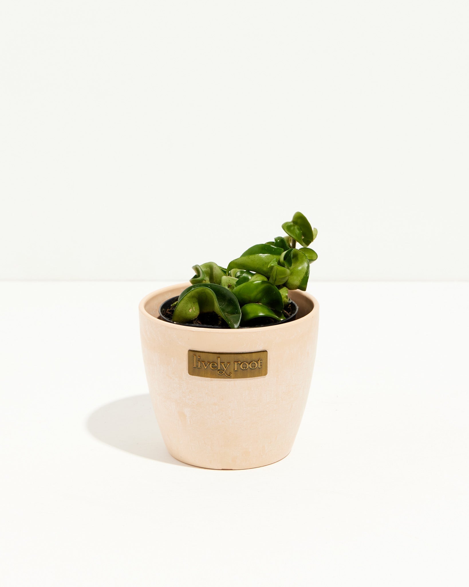 Hindu Hoya Rope Plant