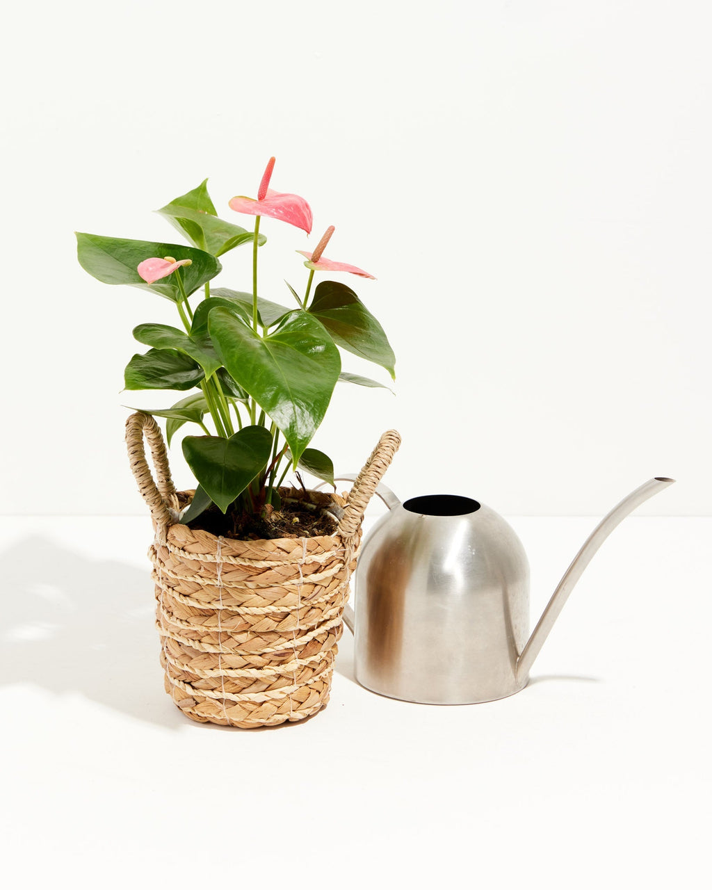 Pink Anthurium