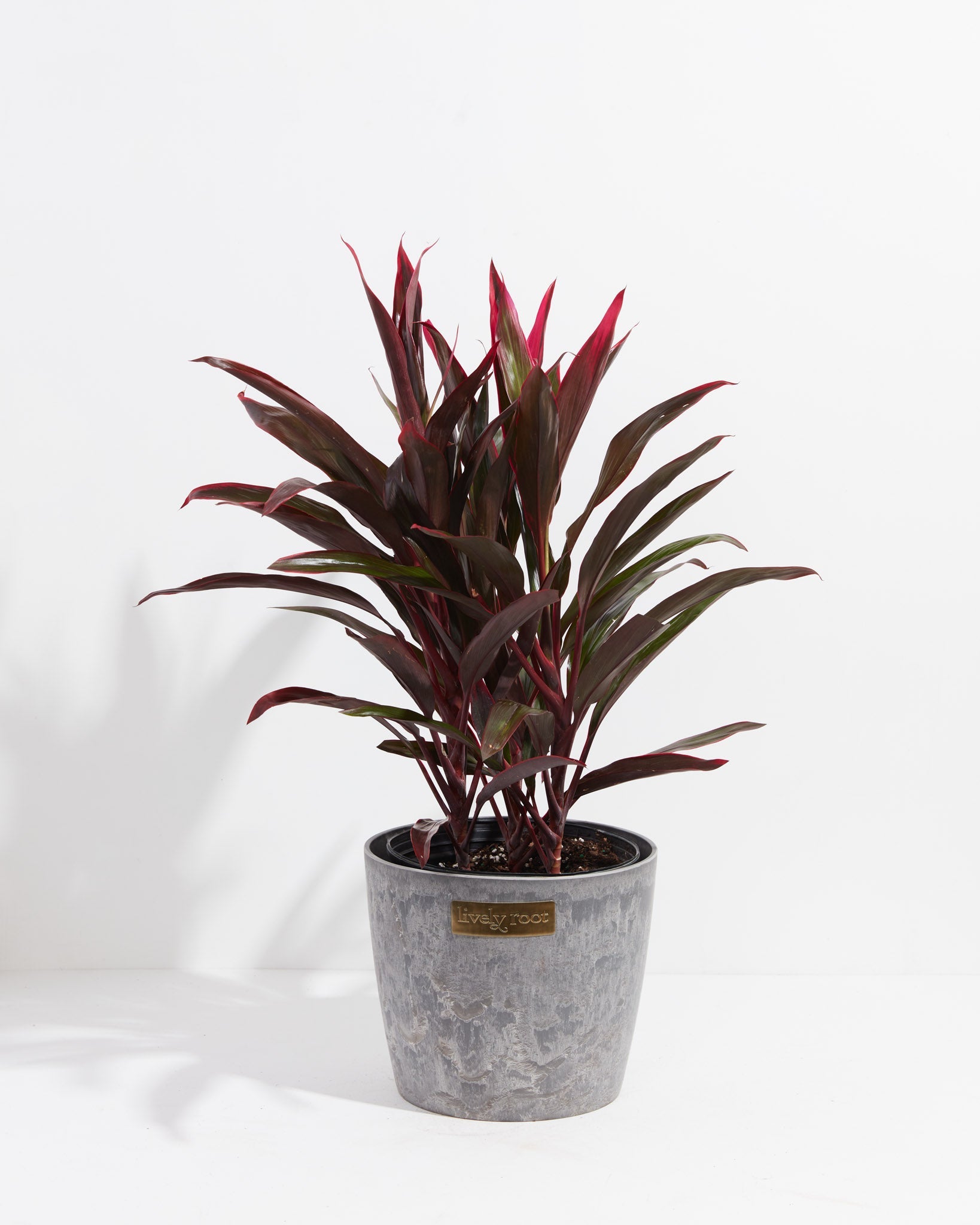 Hawaiian Ti Plant