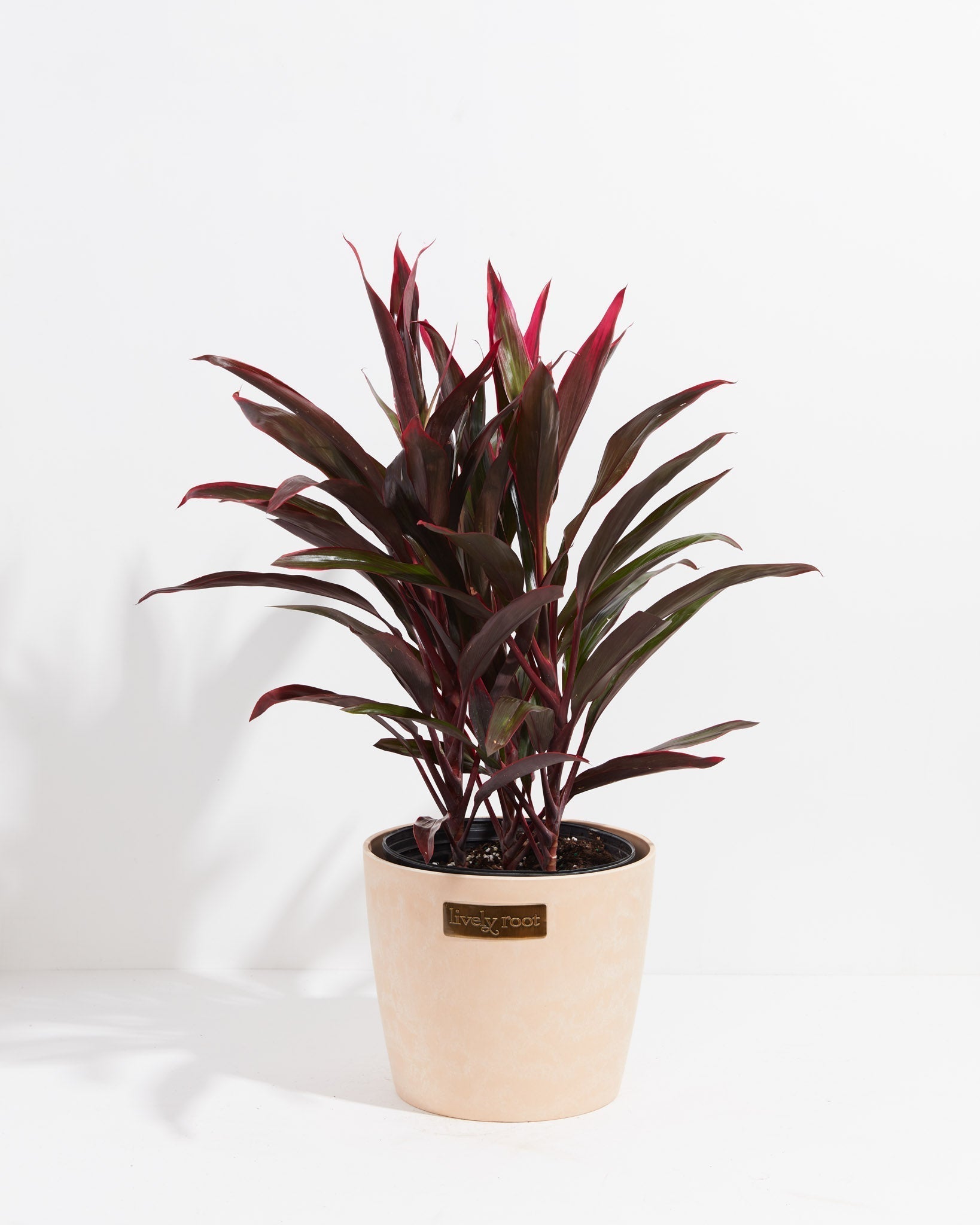 Hawaiian Ti Plant