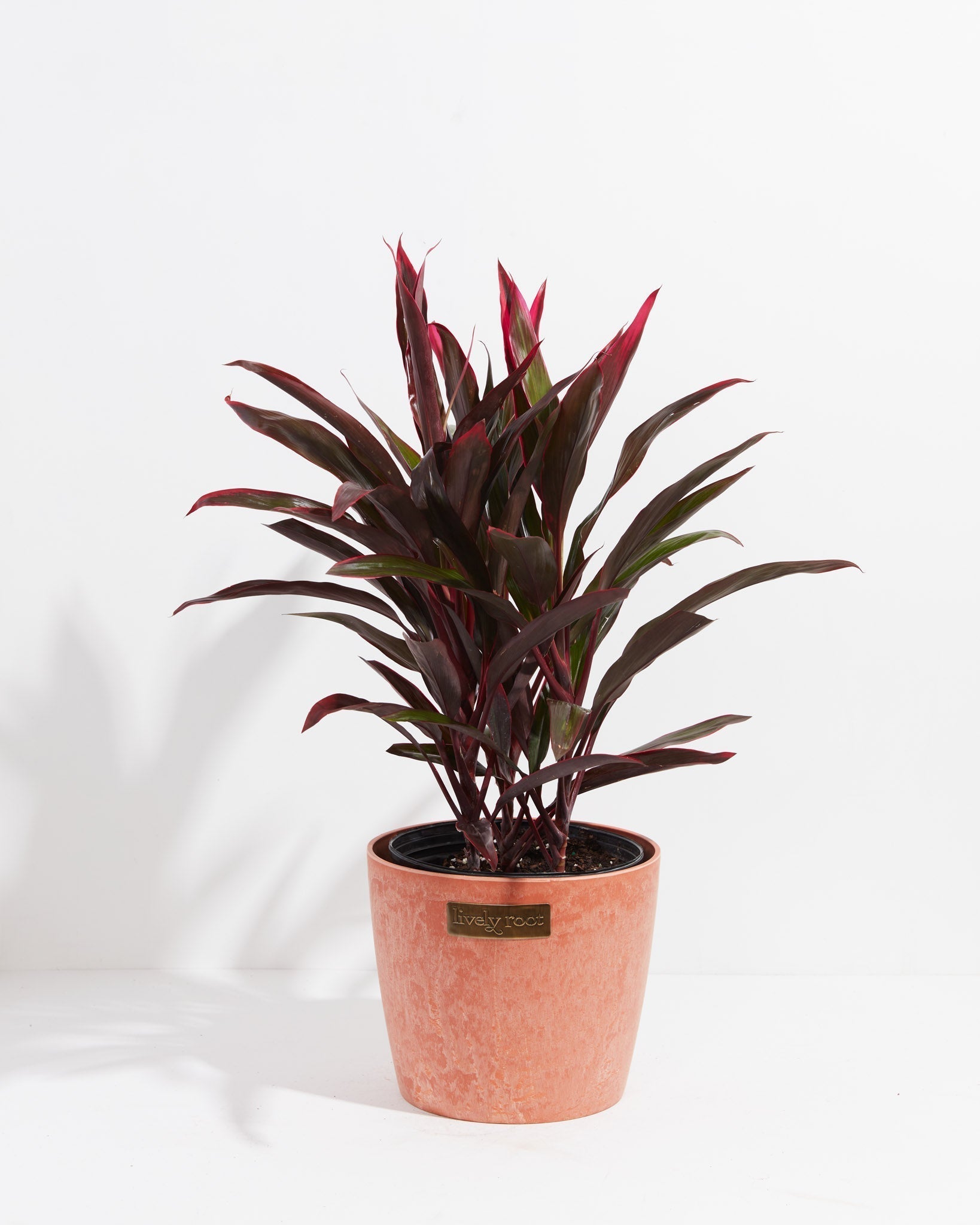 Hawaiian Ti Plant