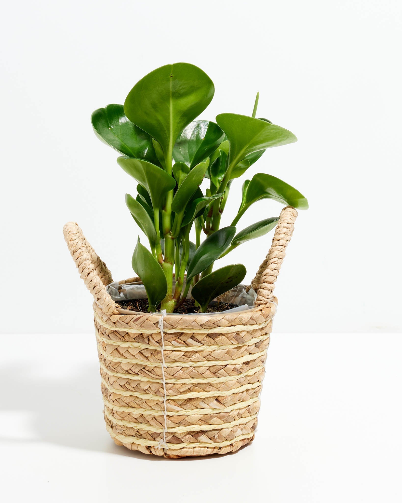 Peperomia Obtusifolia (Baby Rubber Plant)