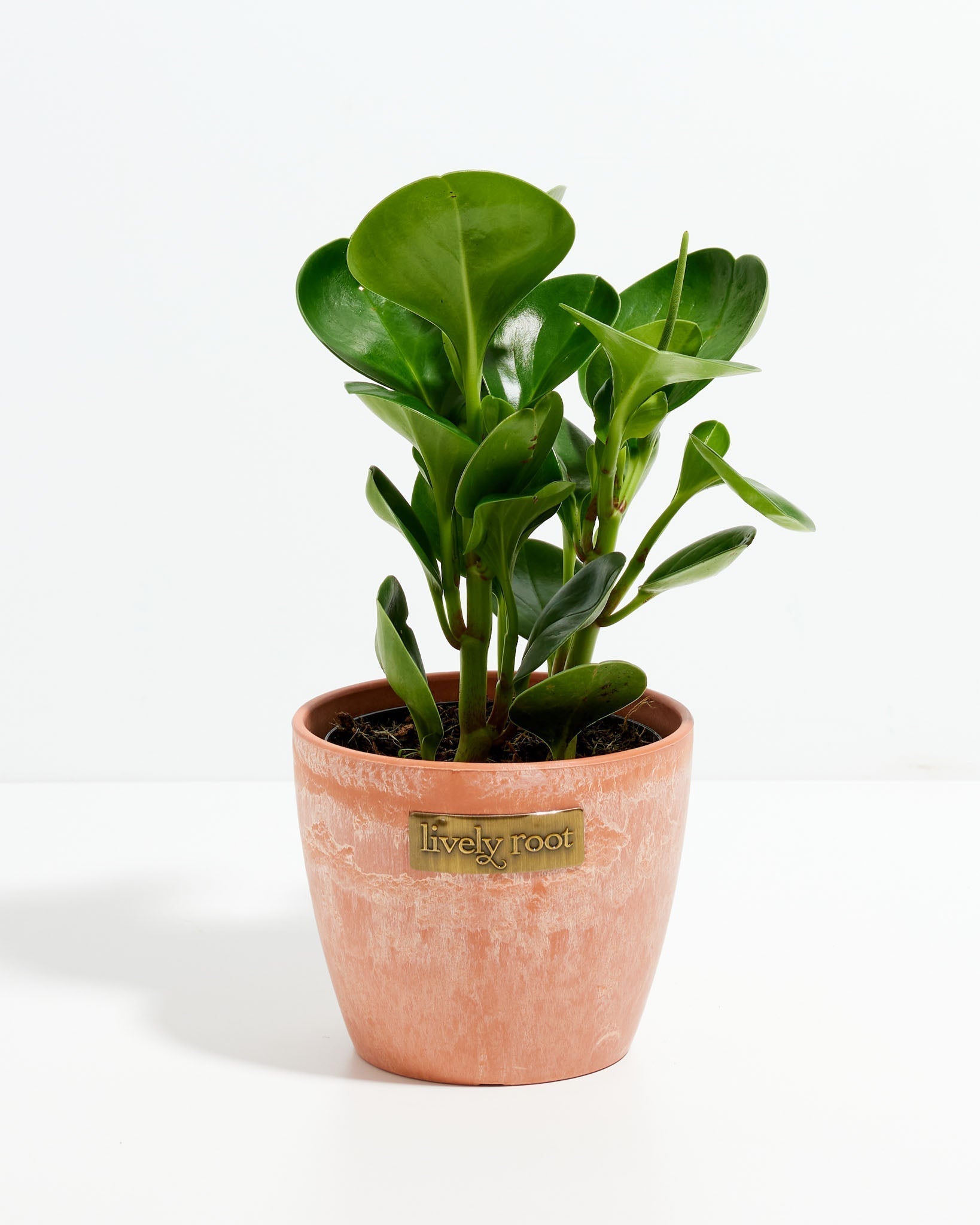 Peperomia Obtusifolia (Baby Rubber Plant)