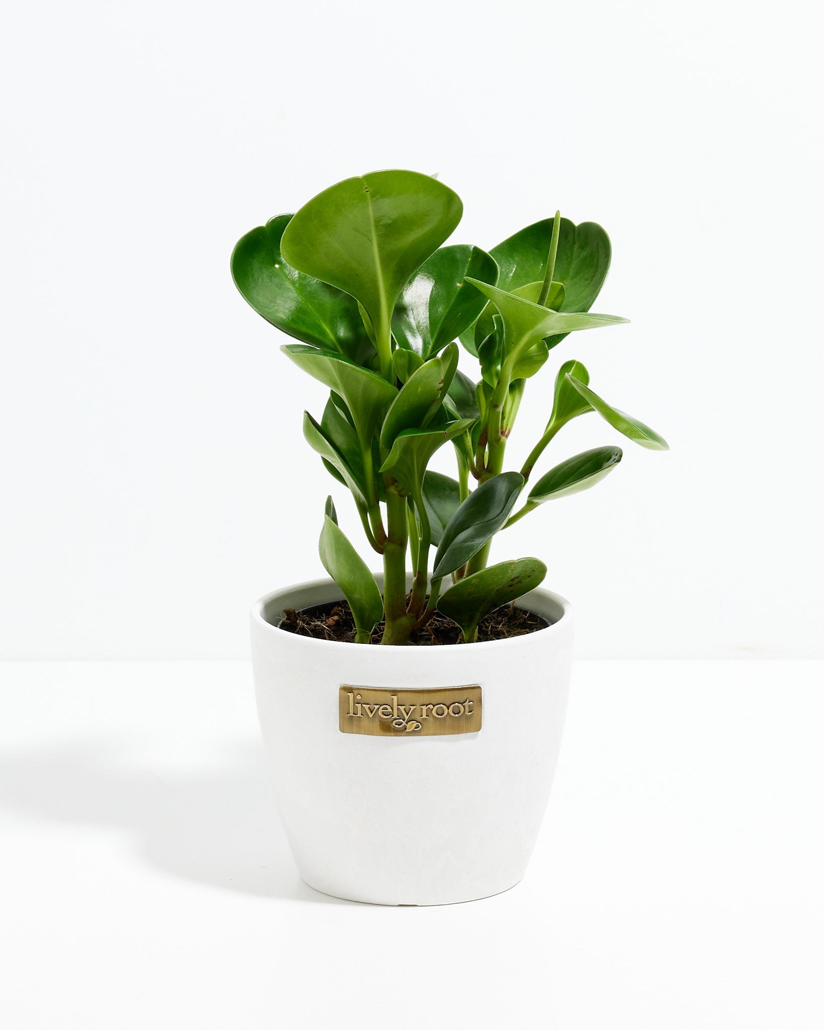 Peperomia Obtusifolia (Baby Rubber Plant)