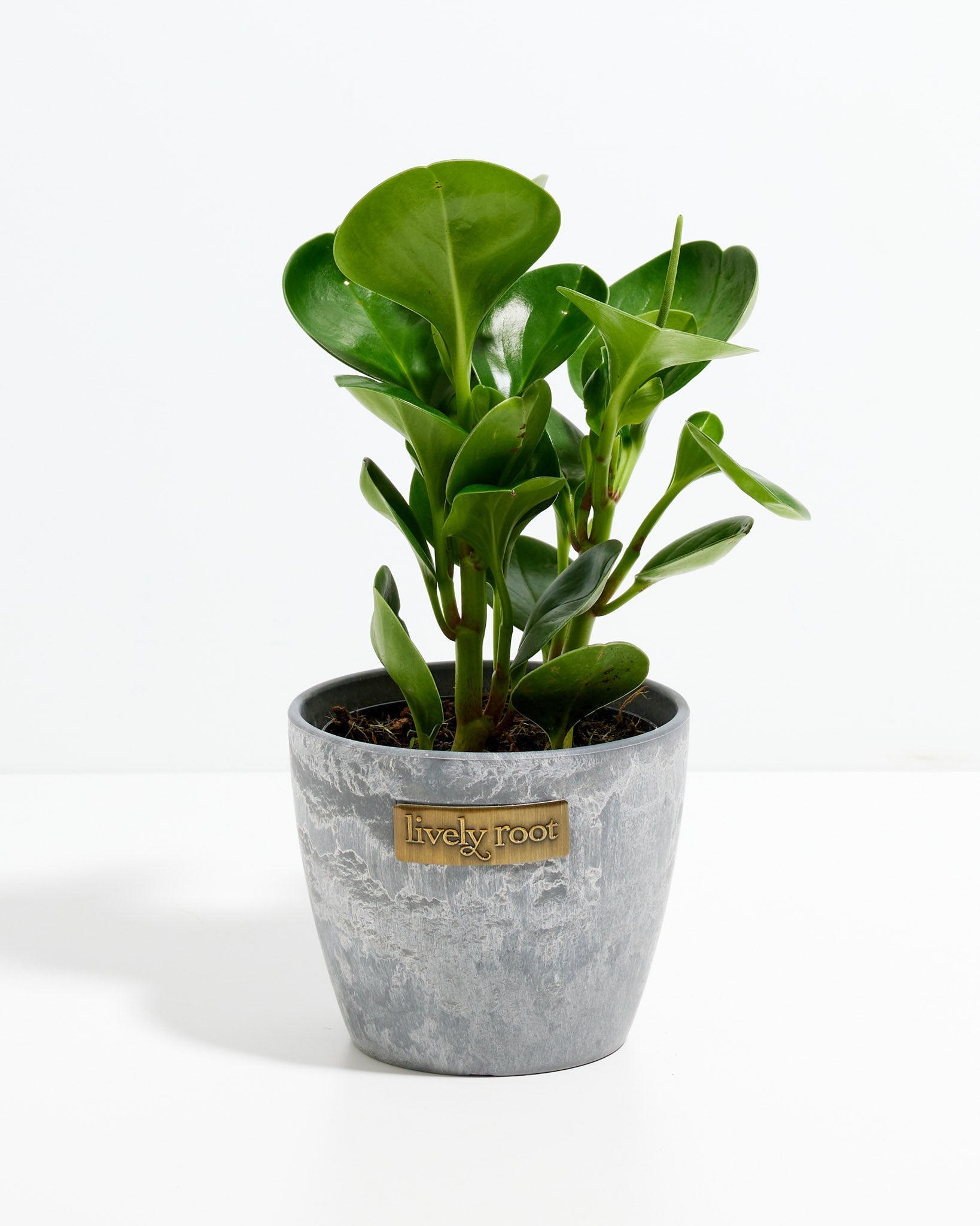 Peperomia Obtusifolia (Baby Rubber Plant)