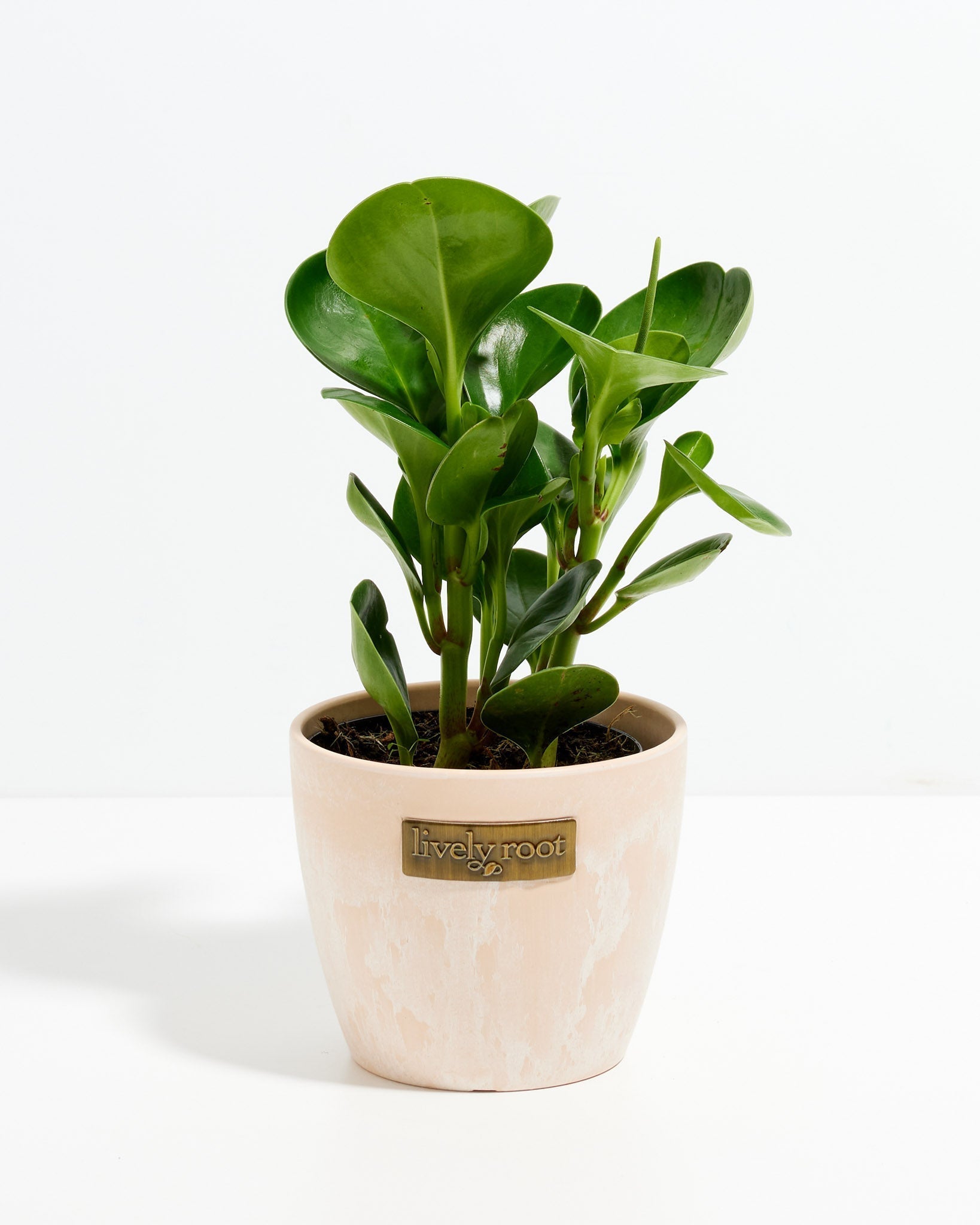 Peperomia Obtusifolia (Baby Rubber Plant)