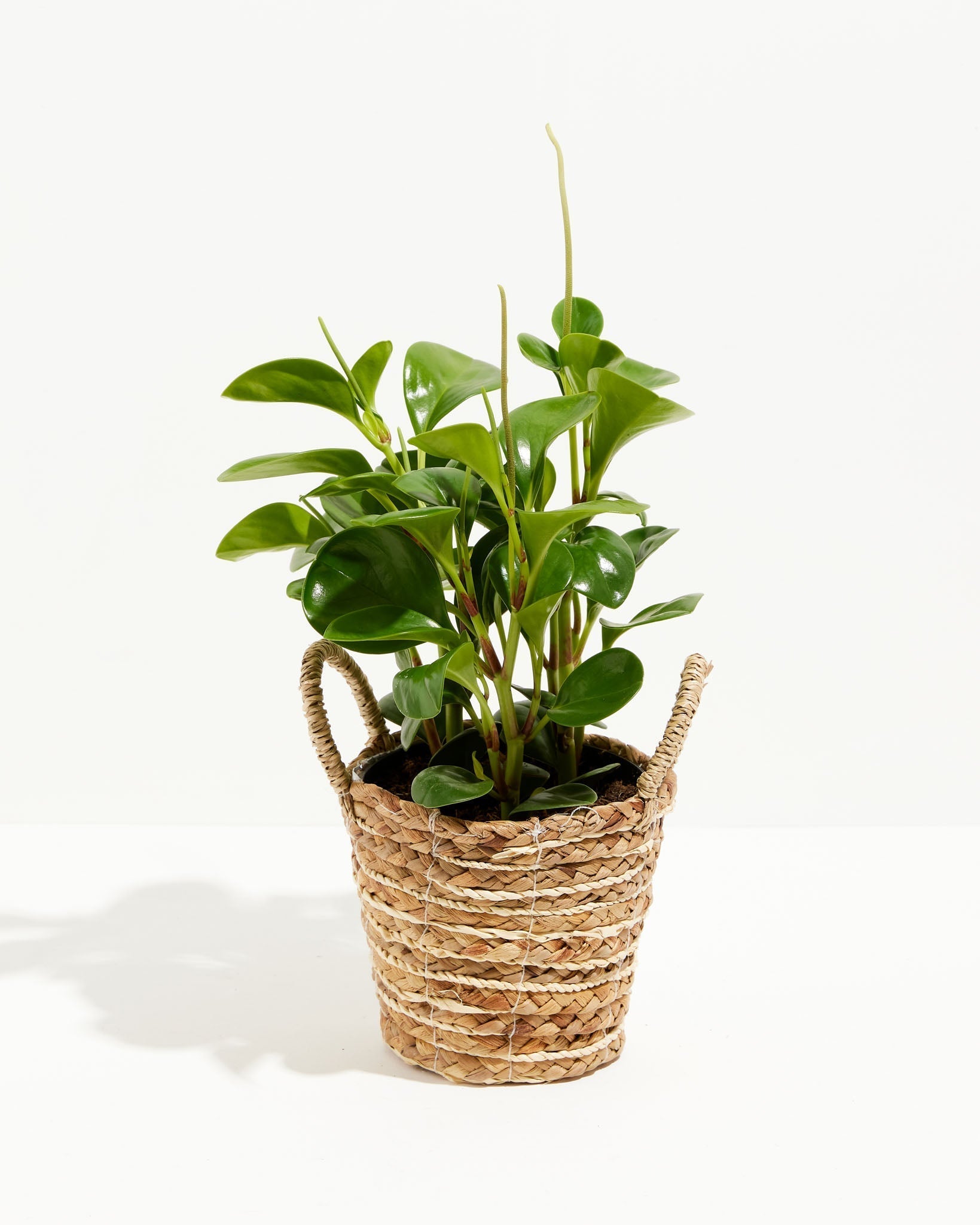 Peperomia Obtusifolia (Baby Rubber Plant)