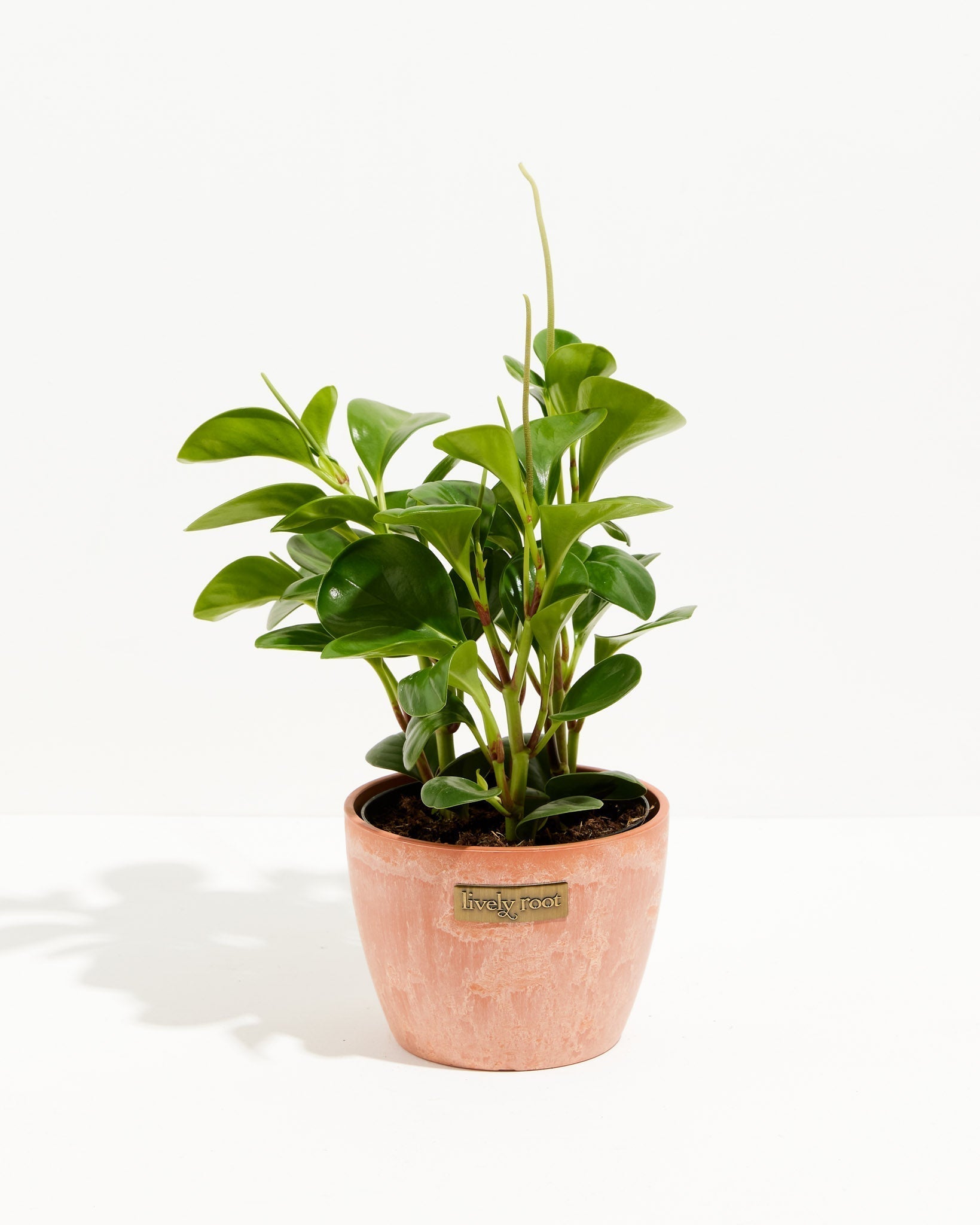 Peperomia Obtusifolia (Baby Rubber Plant)