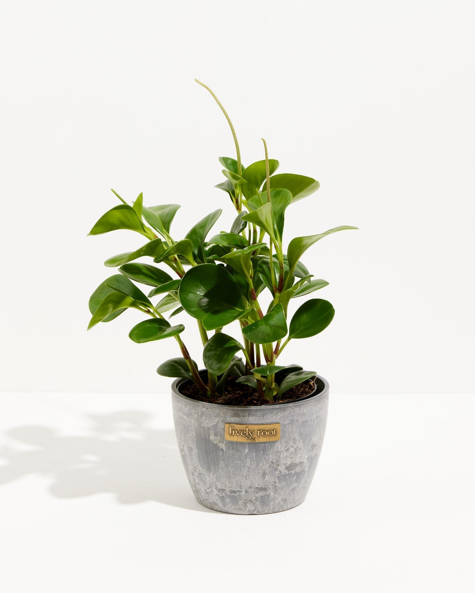 Peperomia Obtusifolia (Baby Rubber Plant)