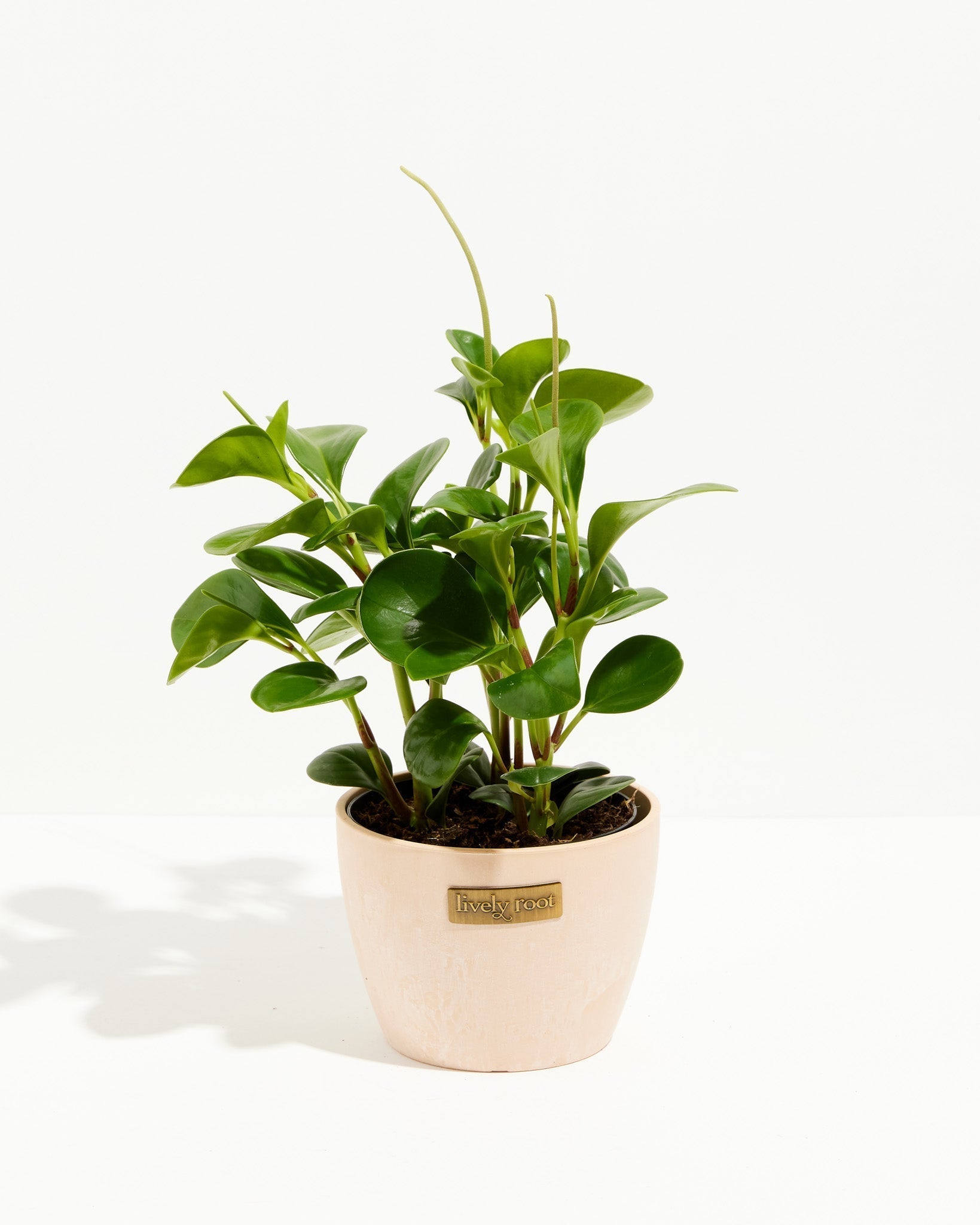 Peperomia Obtusifolia (Baby Rubber Plant)
