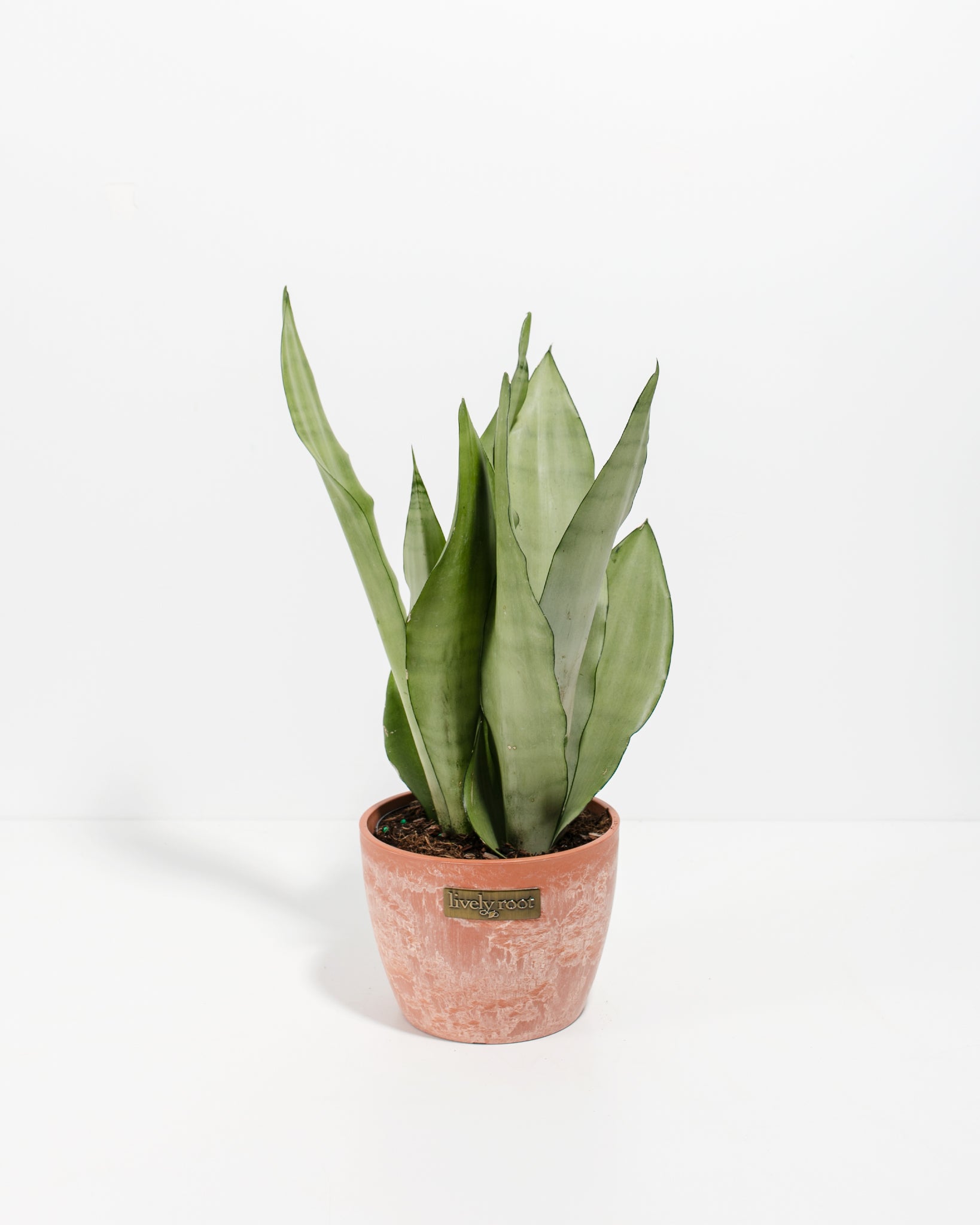 Sansevieria Moonshine