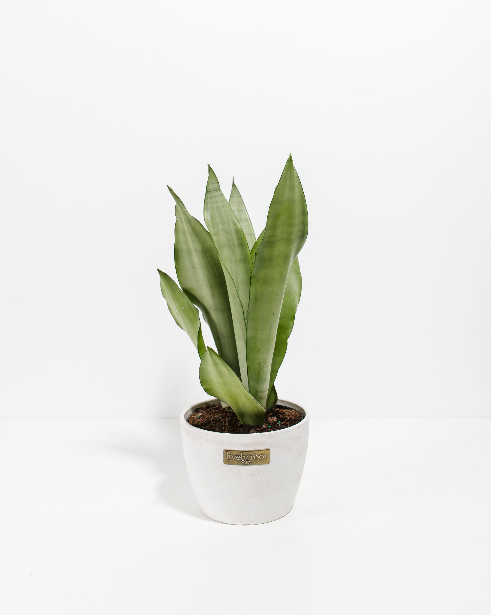Sansevieria Moonshine