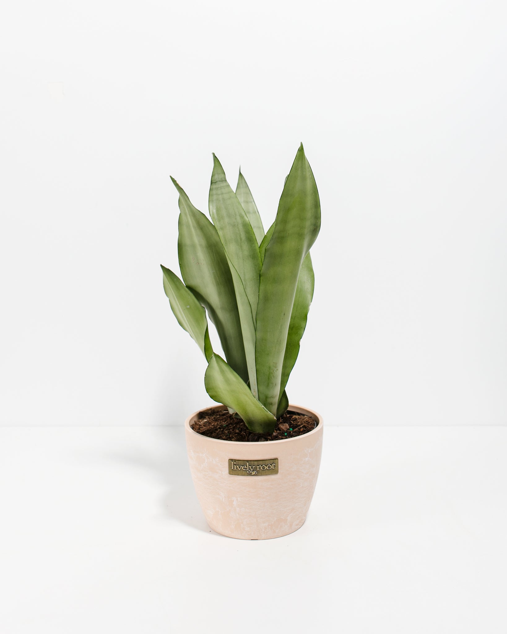 Sansevieria Moonshine