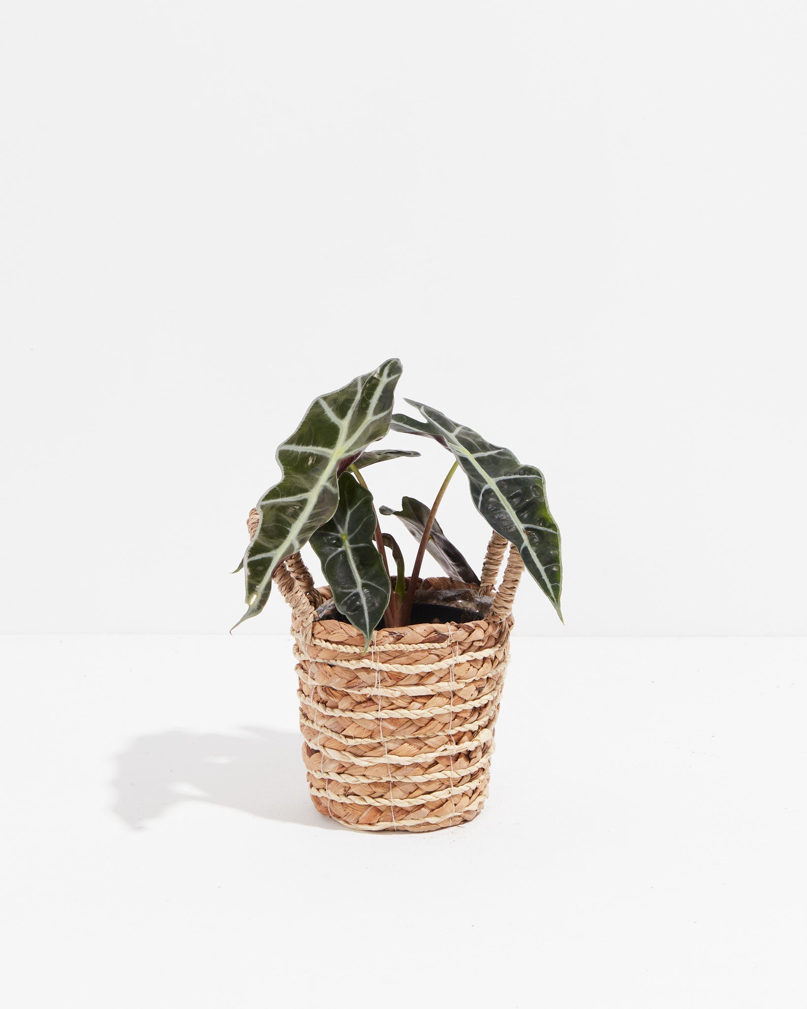 Alocasia Polly