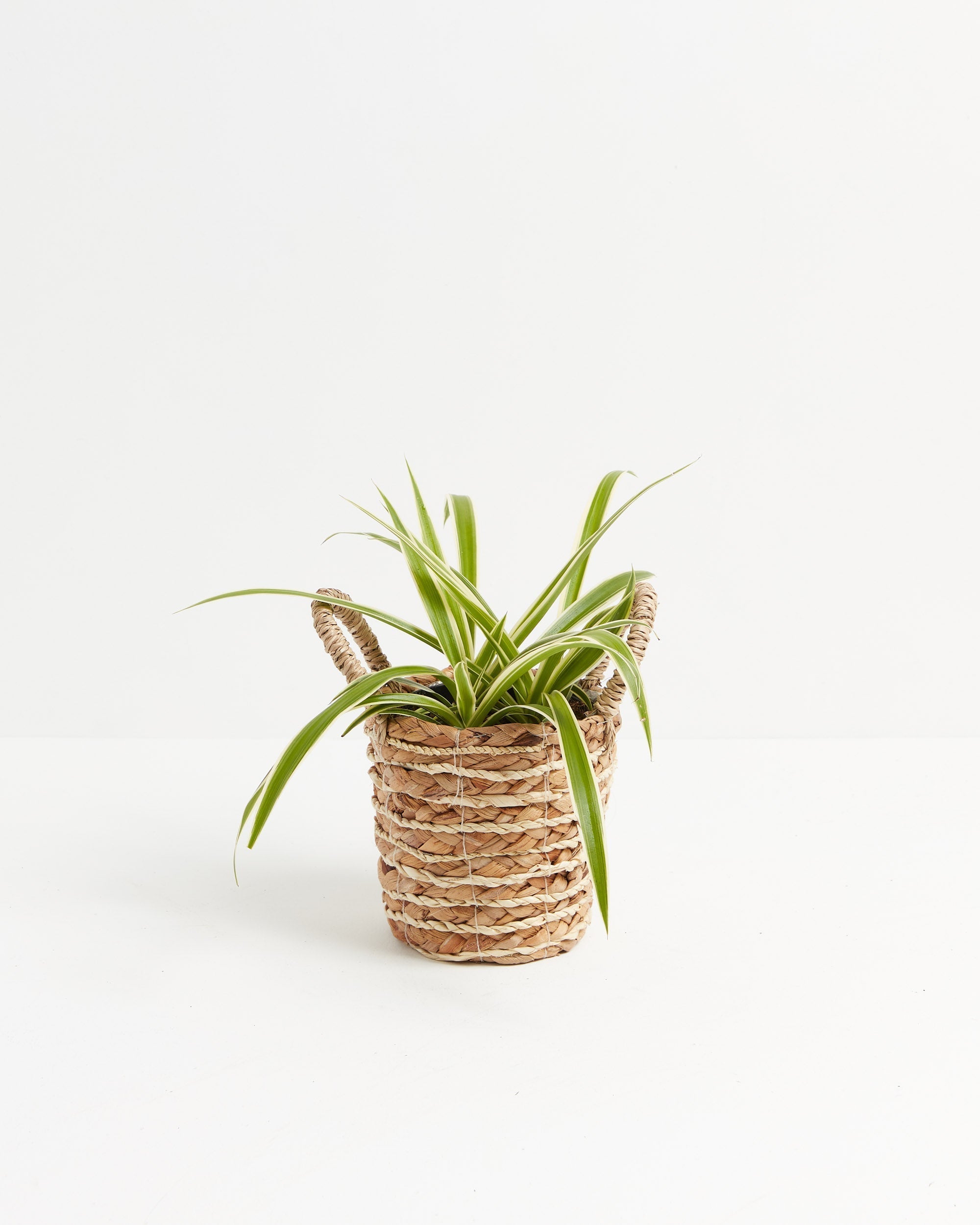 Spider Plant