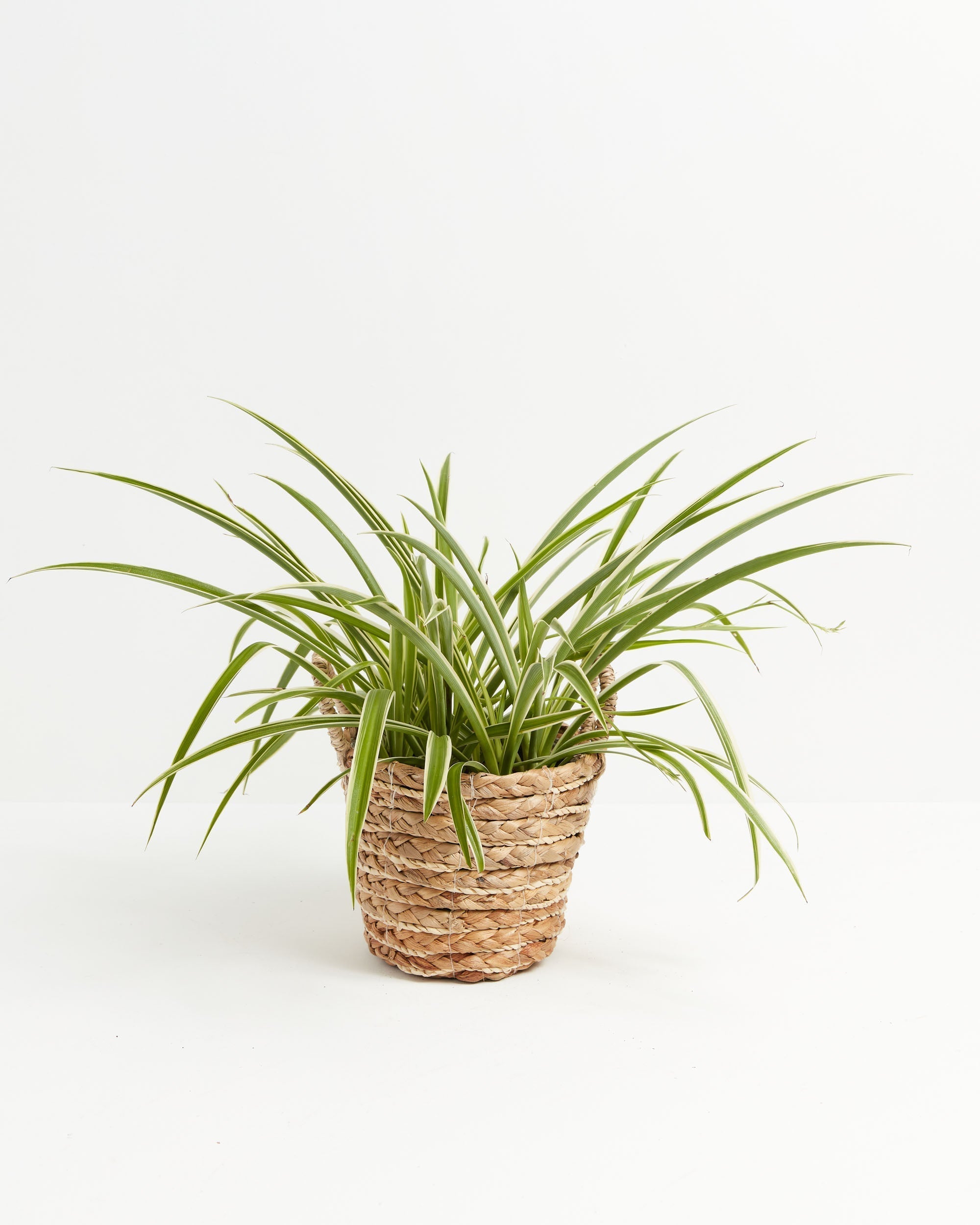 Spider Plant