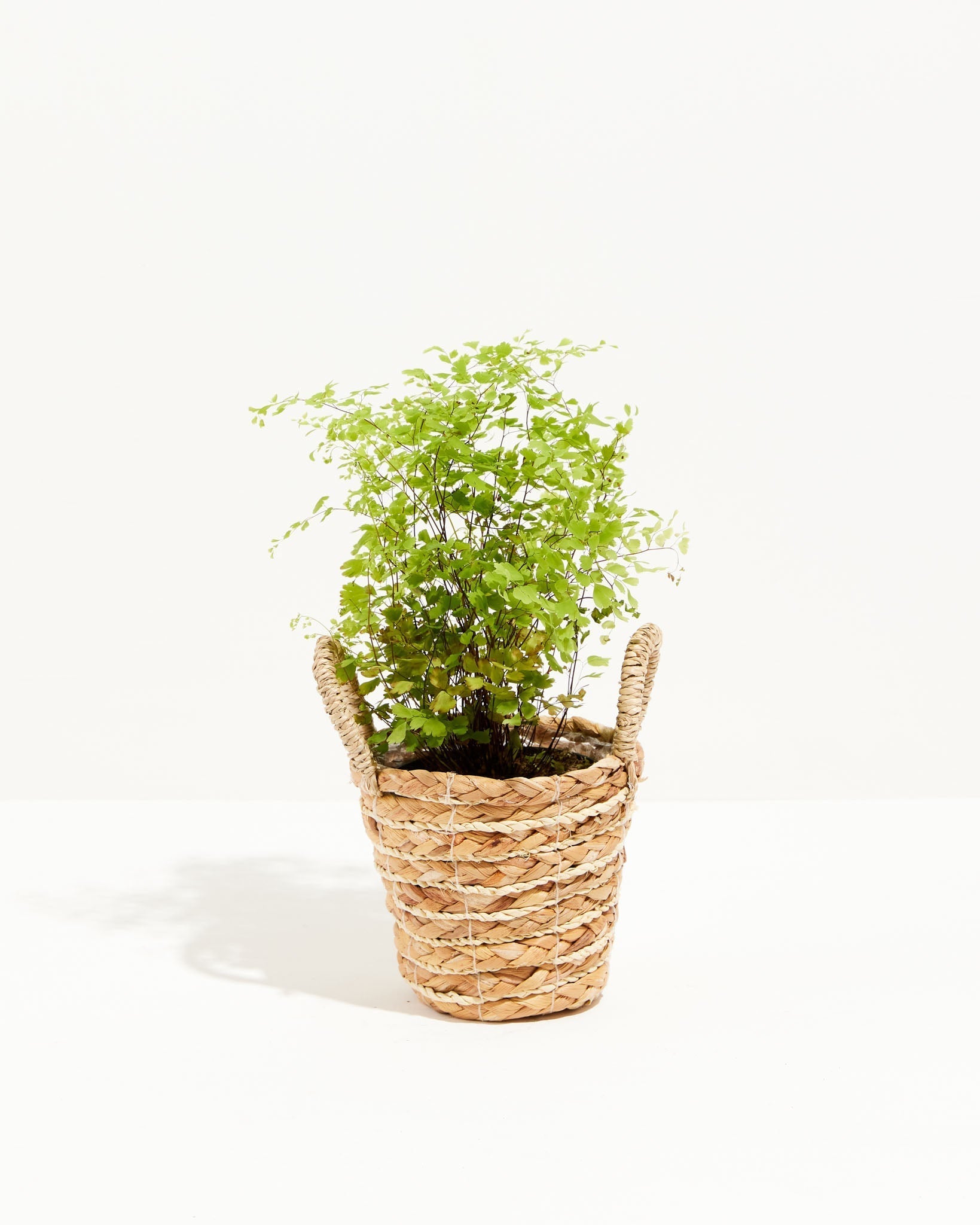 Maidenhair Fern