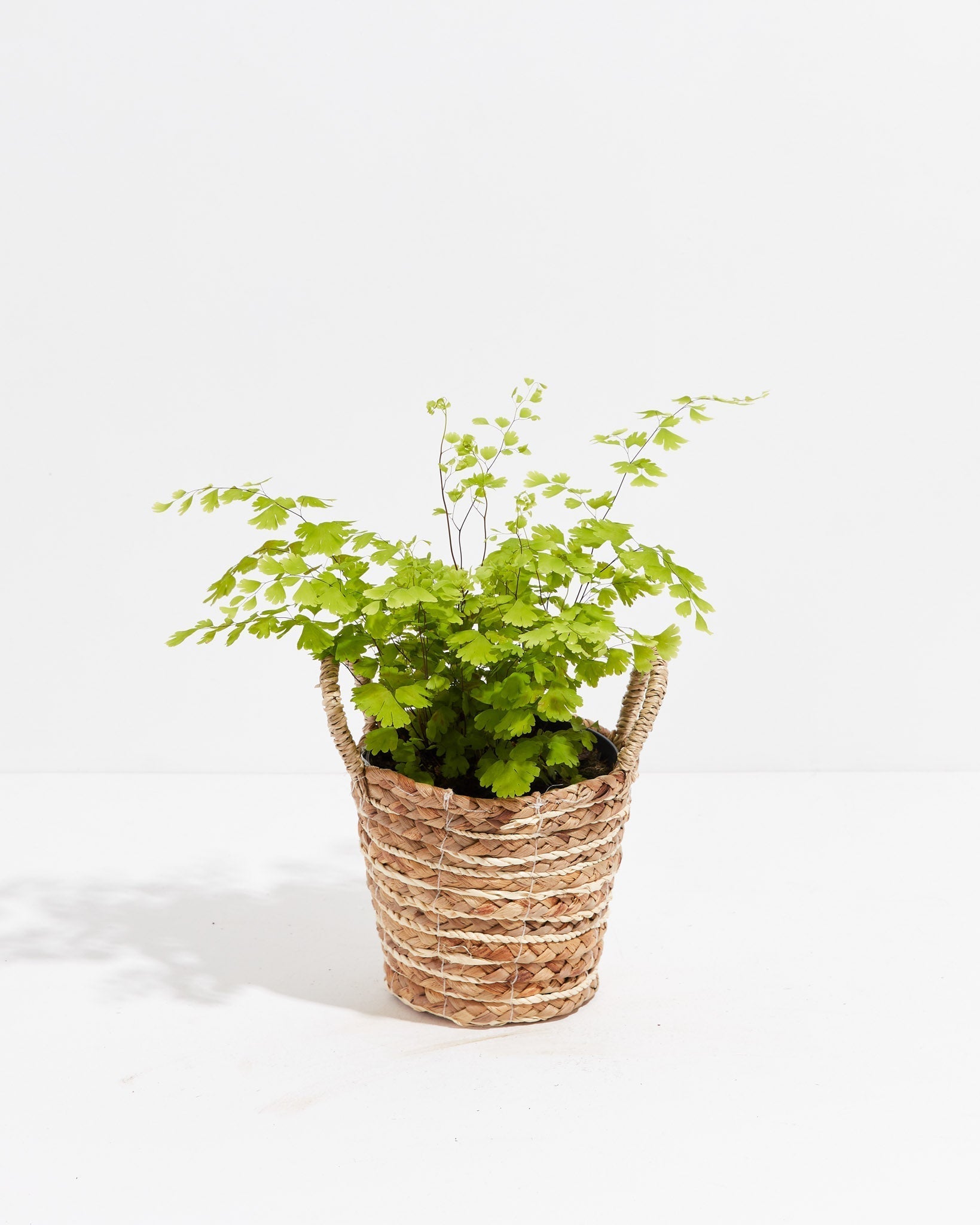 Maidenhair Fern