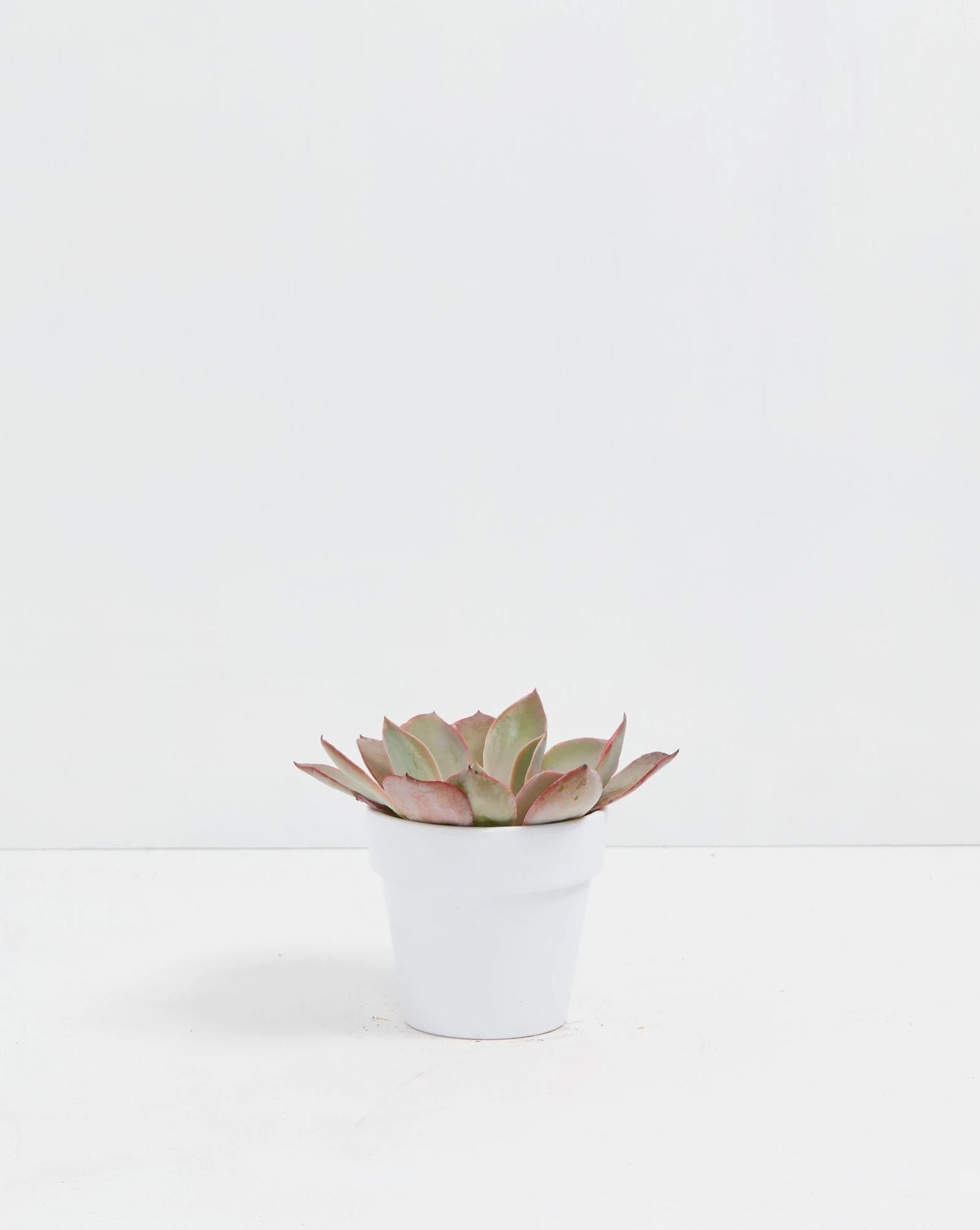 Echeveria Elegans