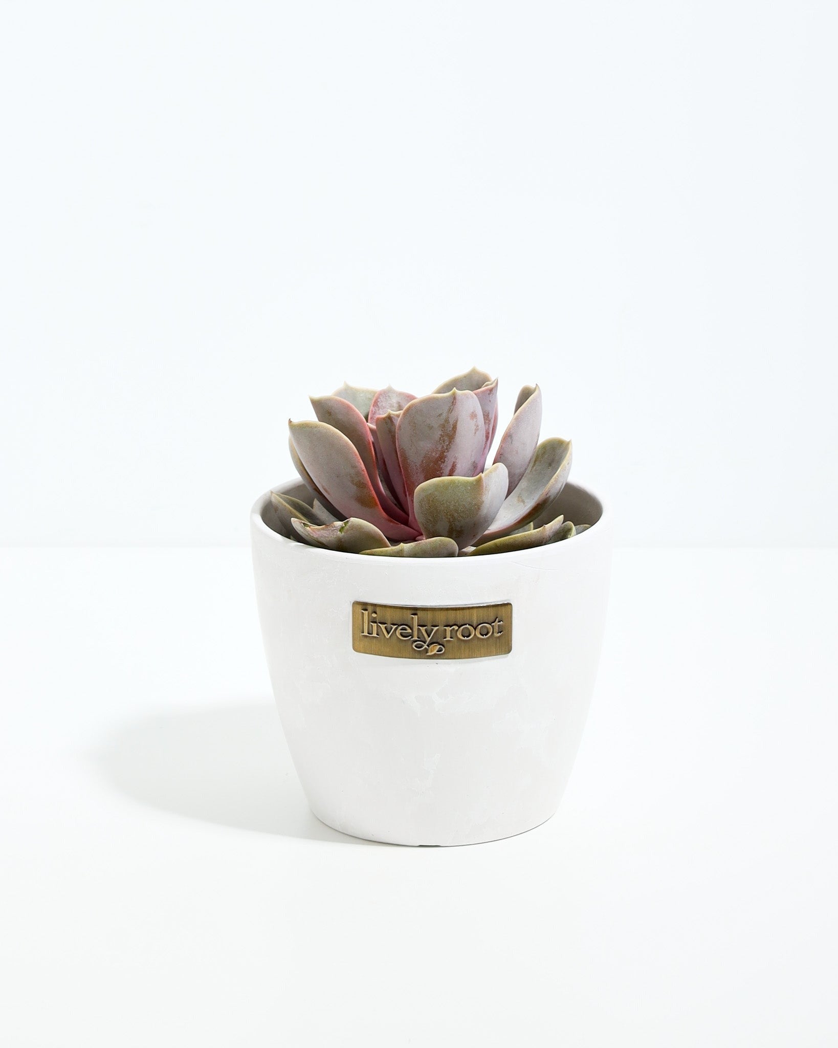 Echeveria Elegans