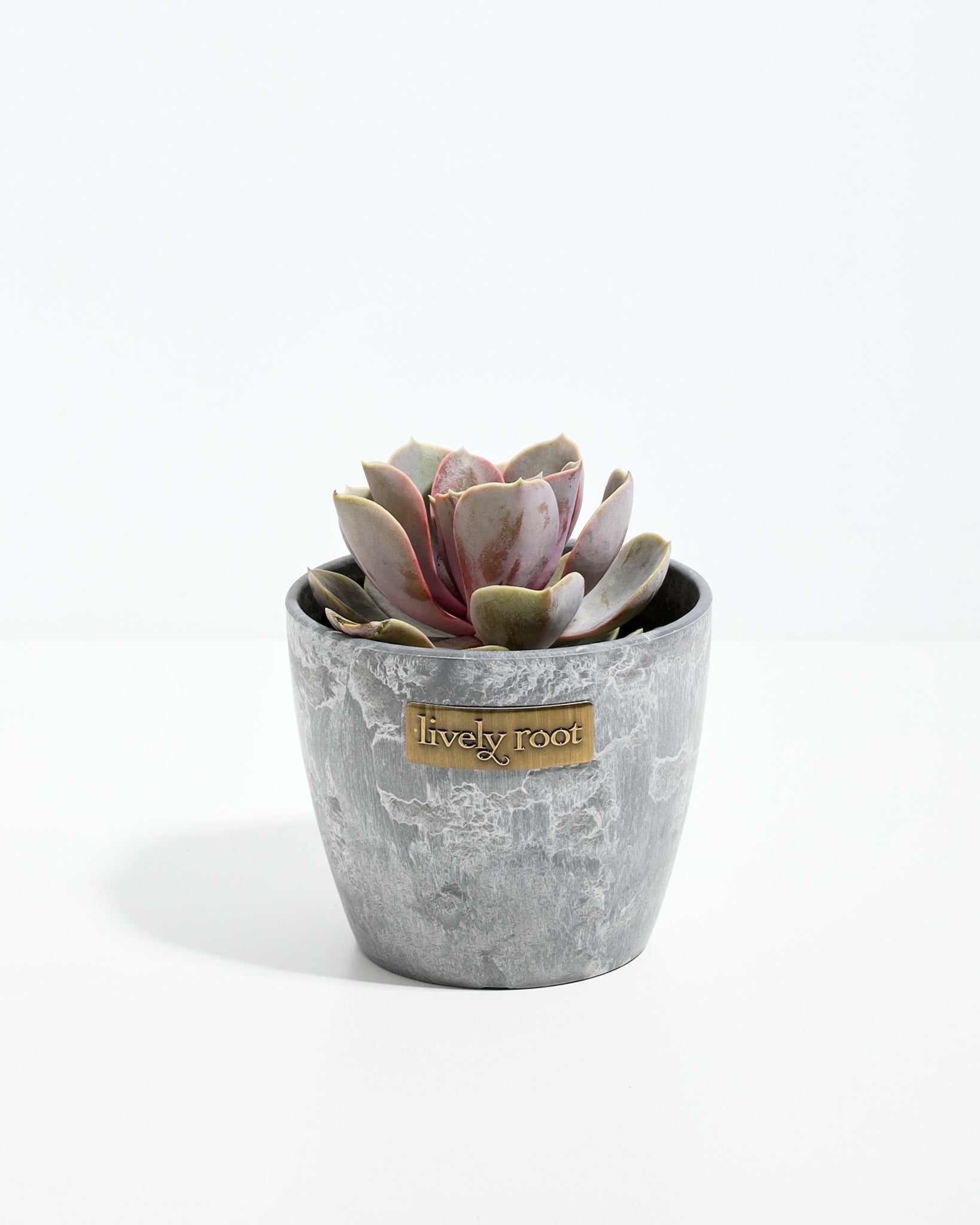 Echeveria Elegans