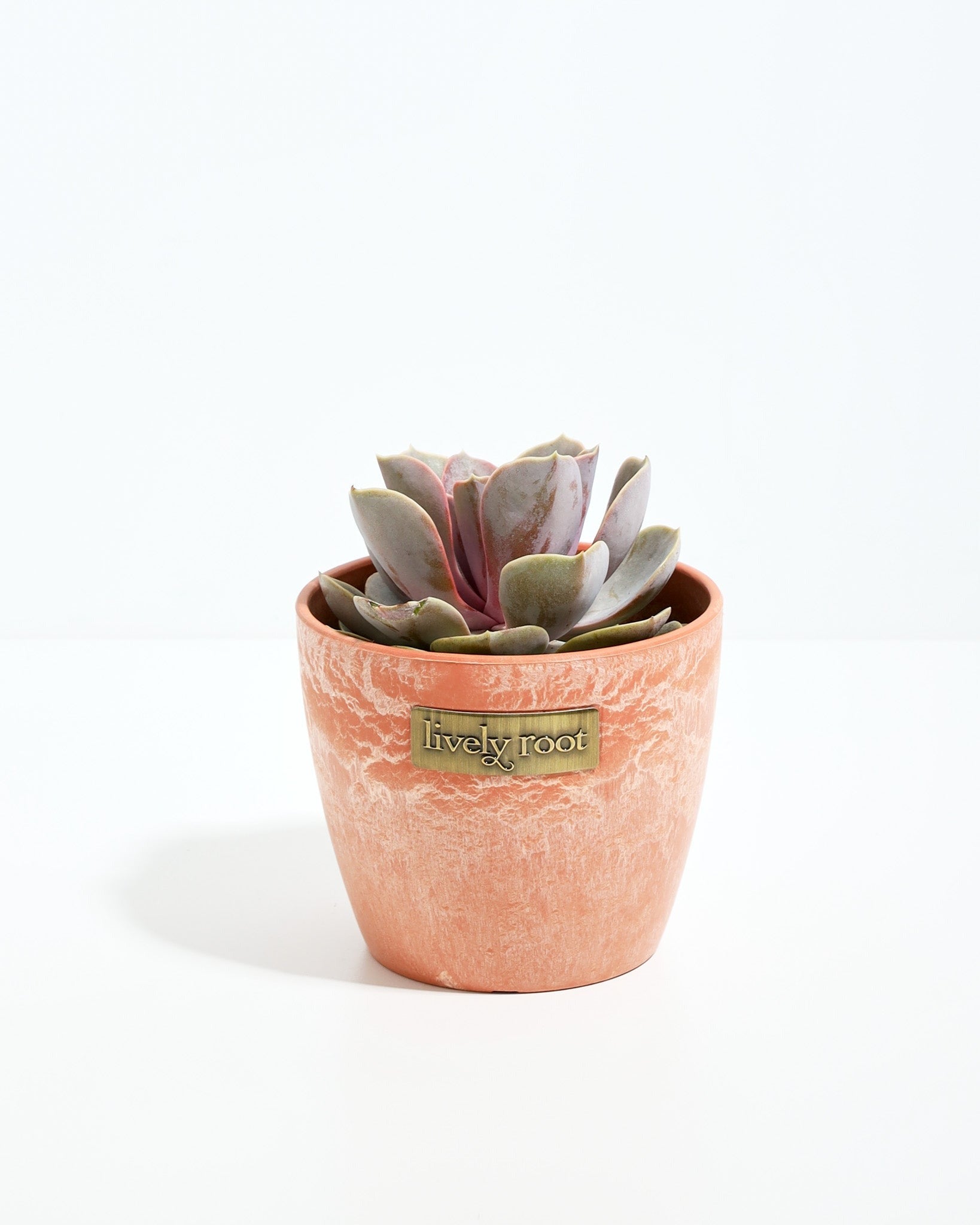 Echeveria Elegans